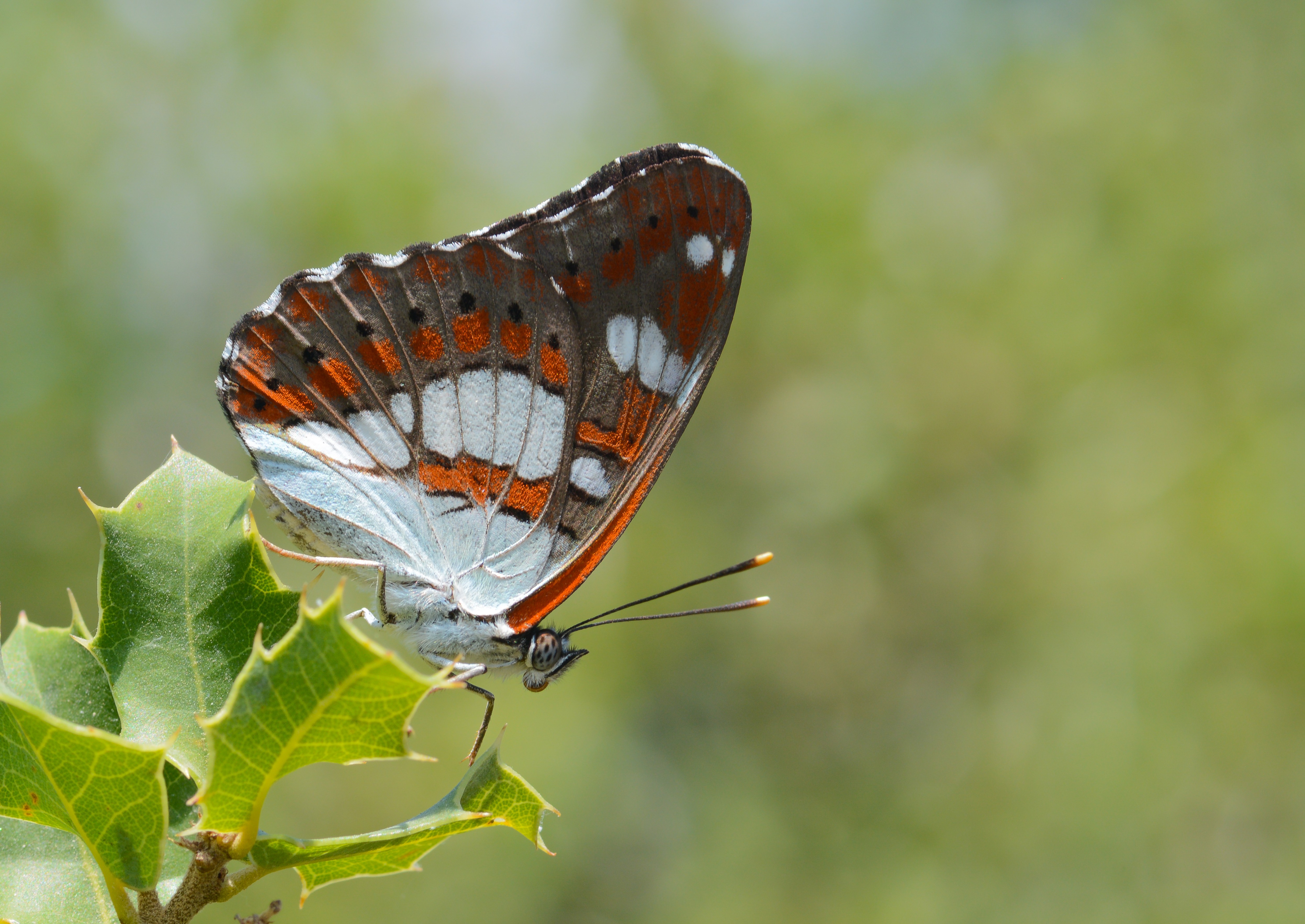 Limenitis reducta (Akdeniz Hanımelikelebeği) butterfly photo