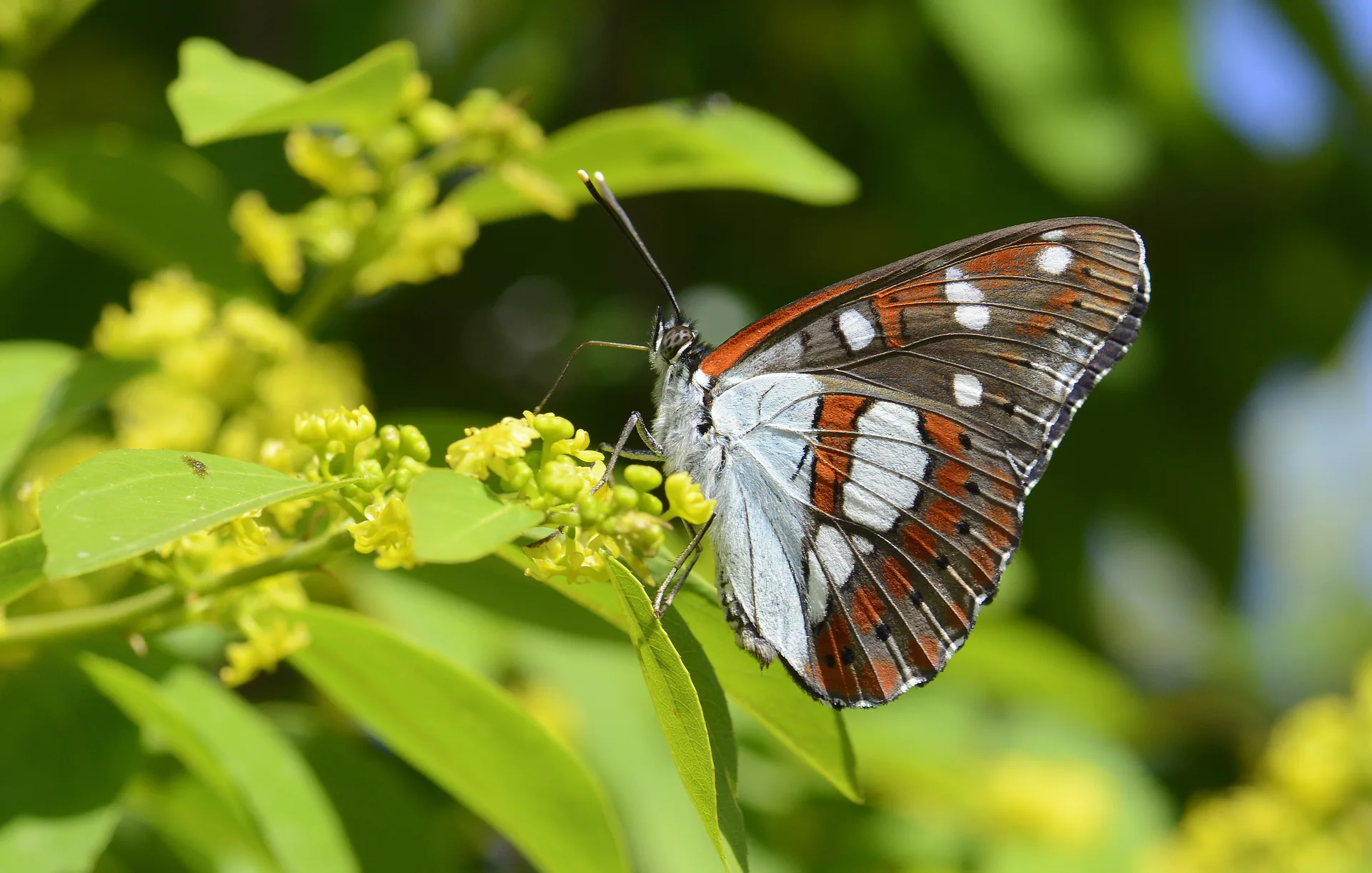 Limenitis reducta (Akdeniz HanÄ±melikelebeÄŸi) butterfly photo