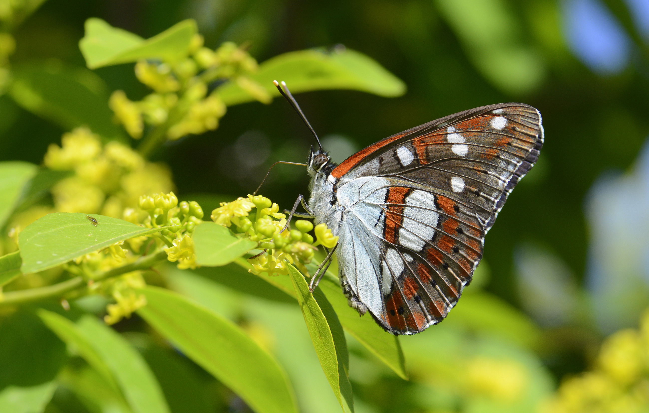 Limenitis reducta (Akdeniz Hanımelikelebeği) butterfly photo