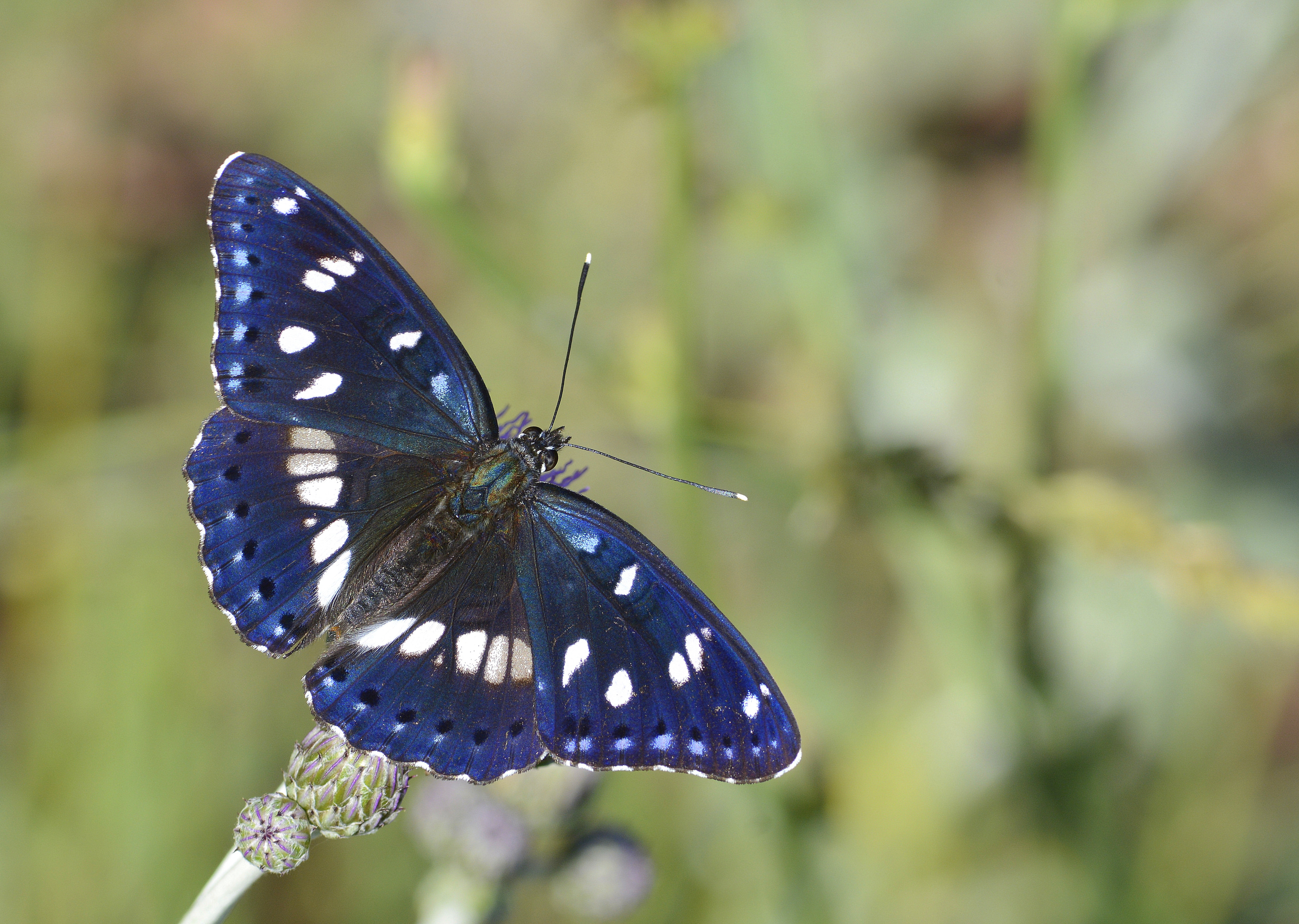 Limenitis reducta (Akdeniz Hanımelikelebeği) butterfly photo
