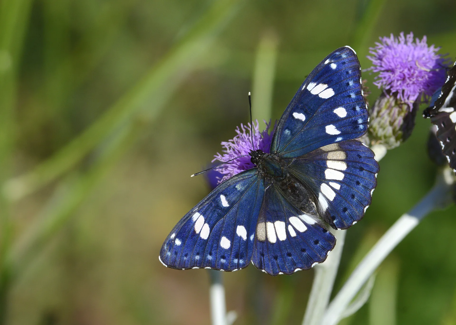 Limenitis reducta (Akdeniz HanÄ±melikelebeÄŸi) butterfly photo