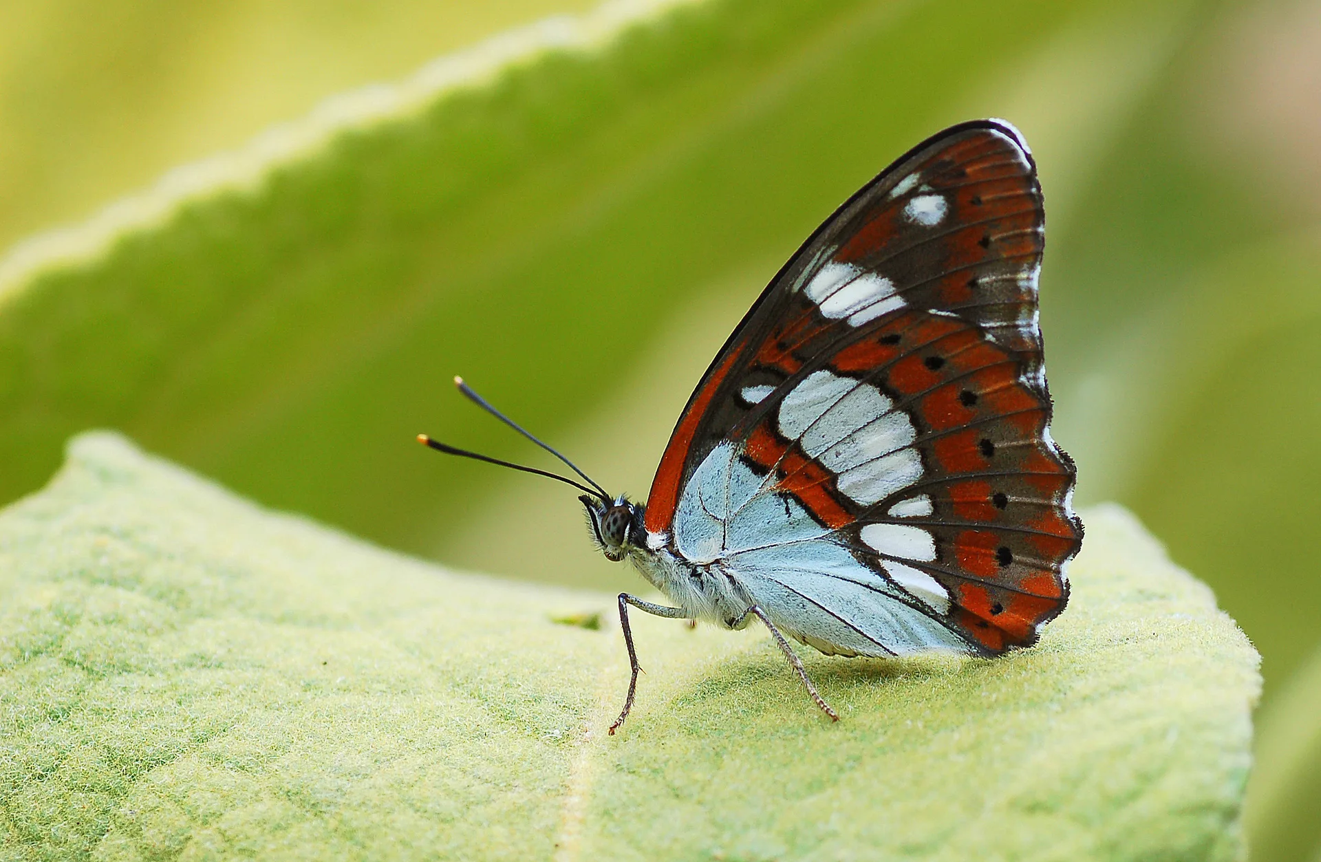 Limenitis reducta (Akdeniz HanÄ±melikelebeÄŸi) butterfly photo