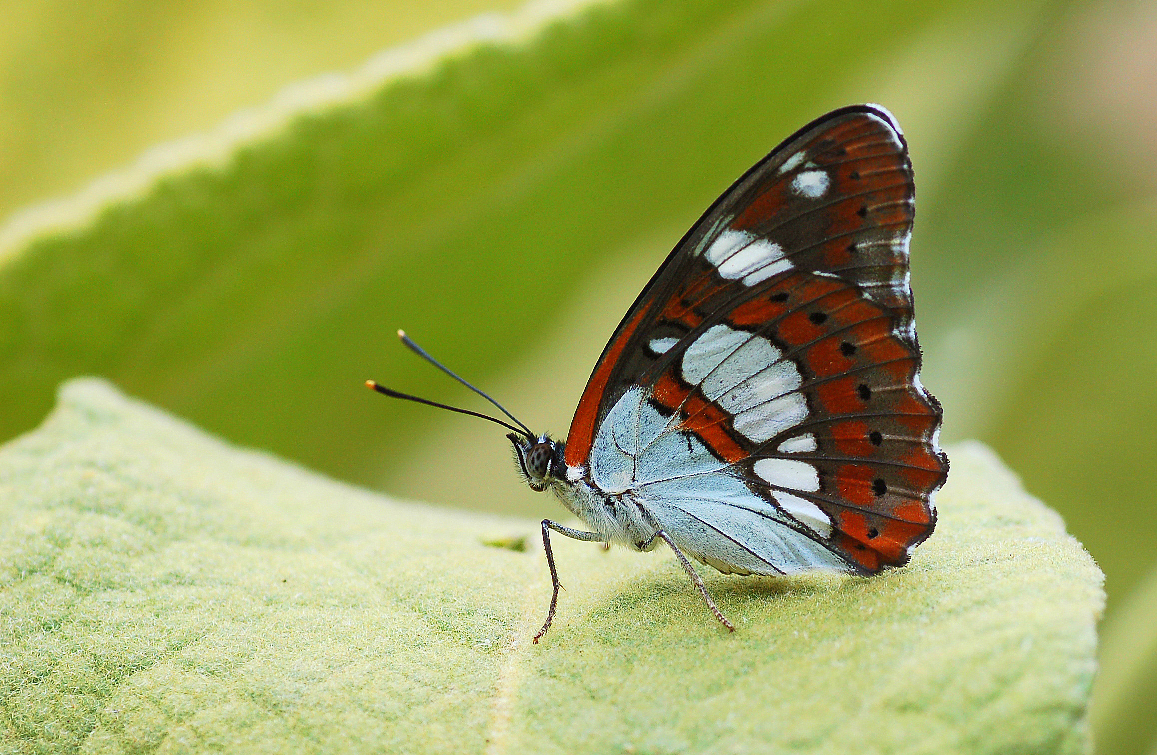 Limenitis reducta (Akdeniz Hanımelikelebeği) butterfly photo