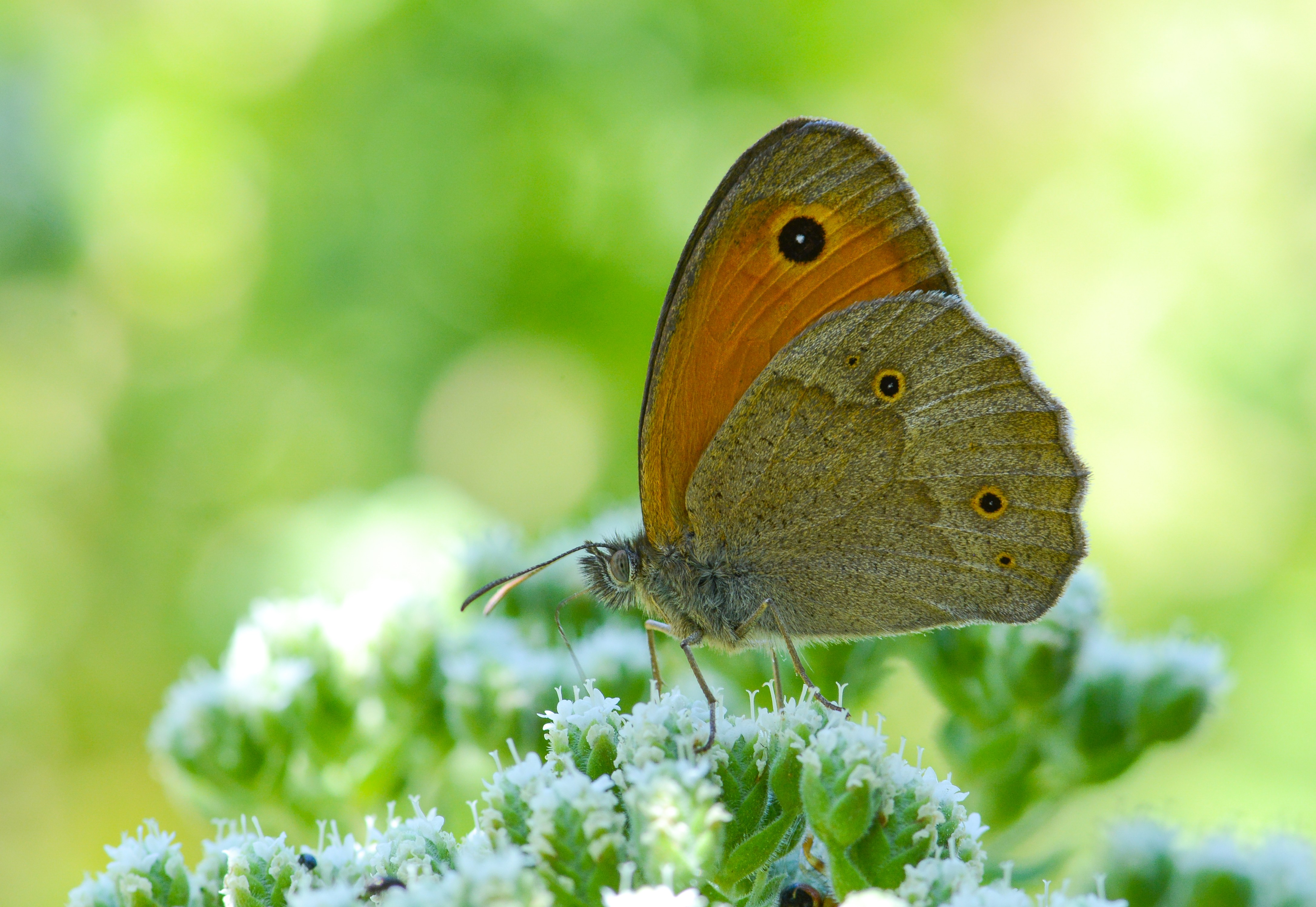 Maniola halicarnassus (Halikarnas Esmeri) butterfly photo
