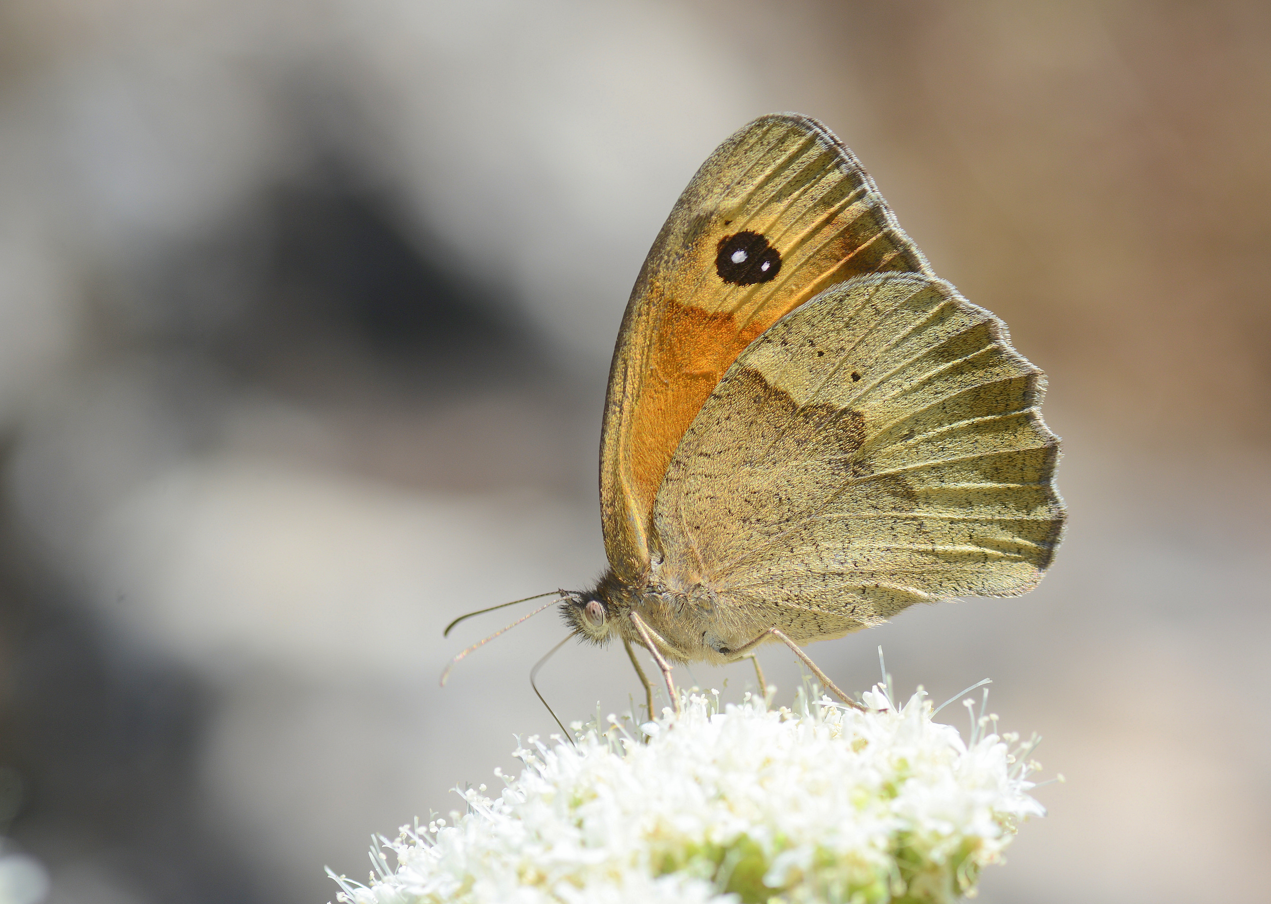 Maniola jurtina (Çayıresmeri) butterfly photo
