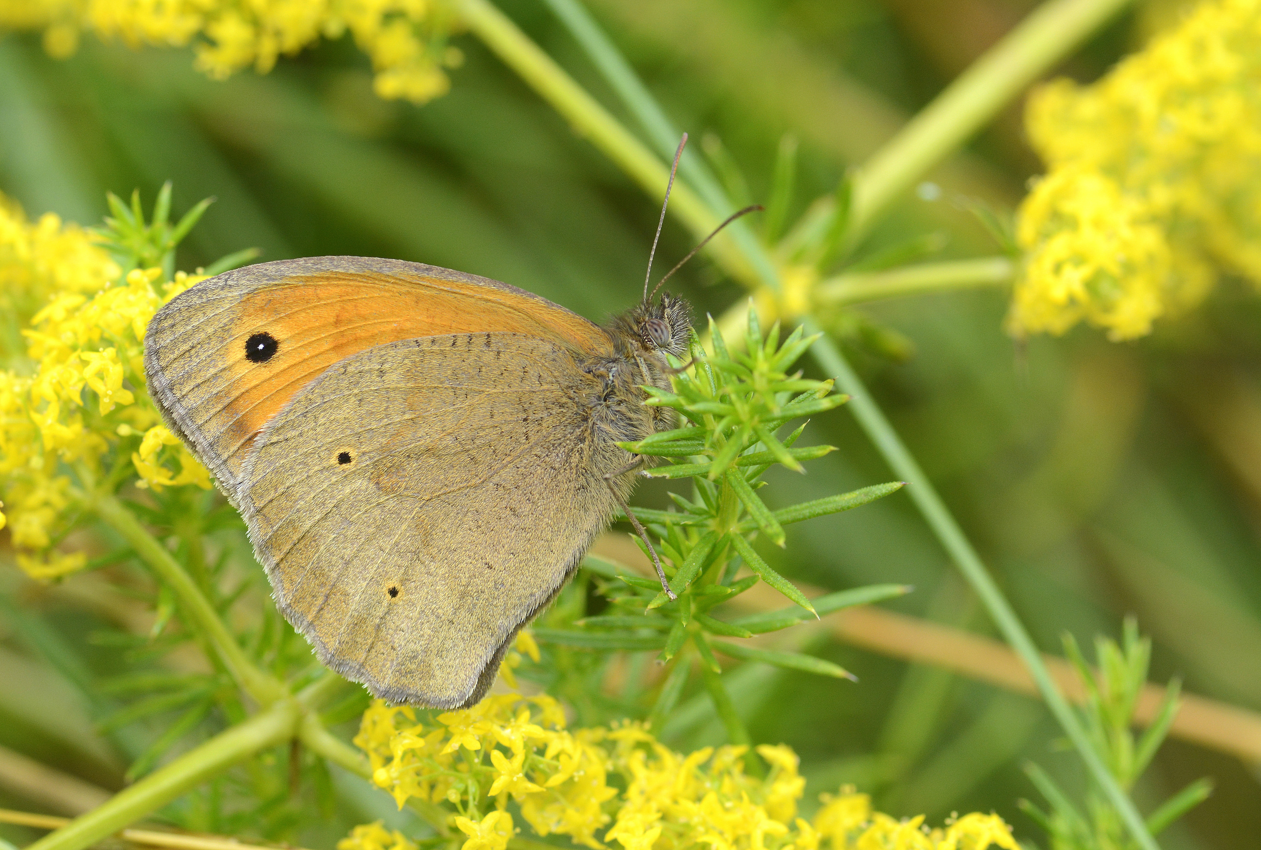 Maniola jurtina (Çayıresmeri) butterfly photo
