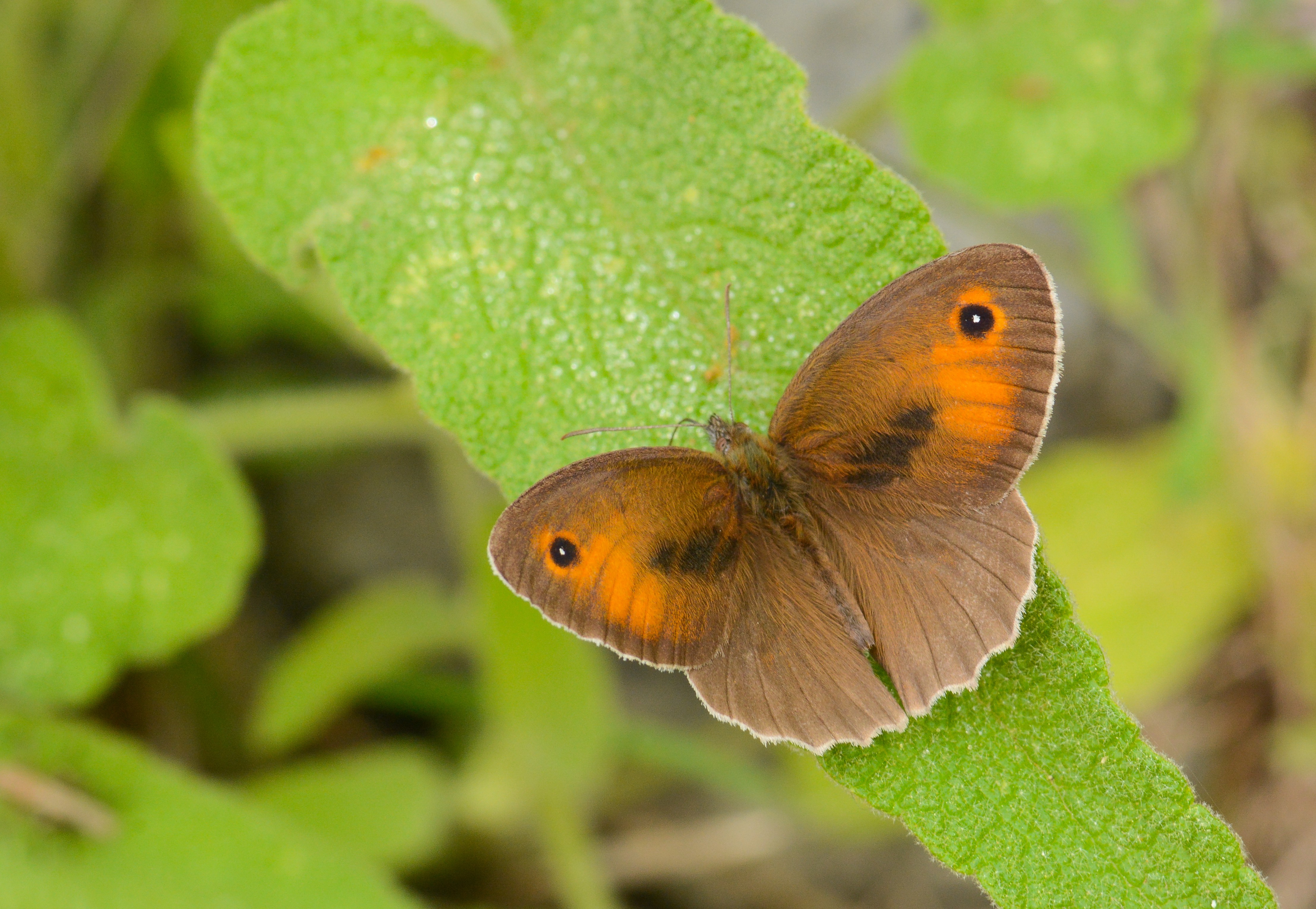 Maniola telmessia (Doğu Çayıresmeri) butterfly photo