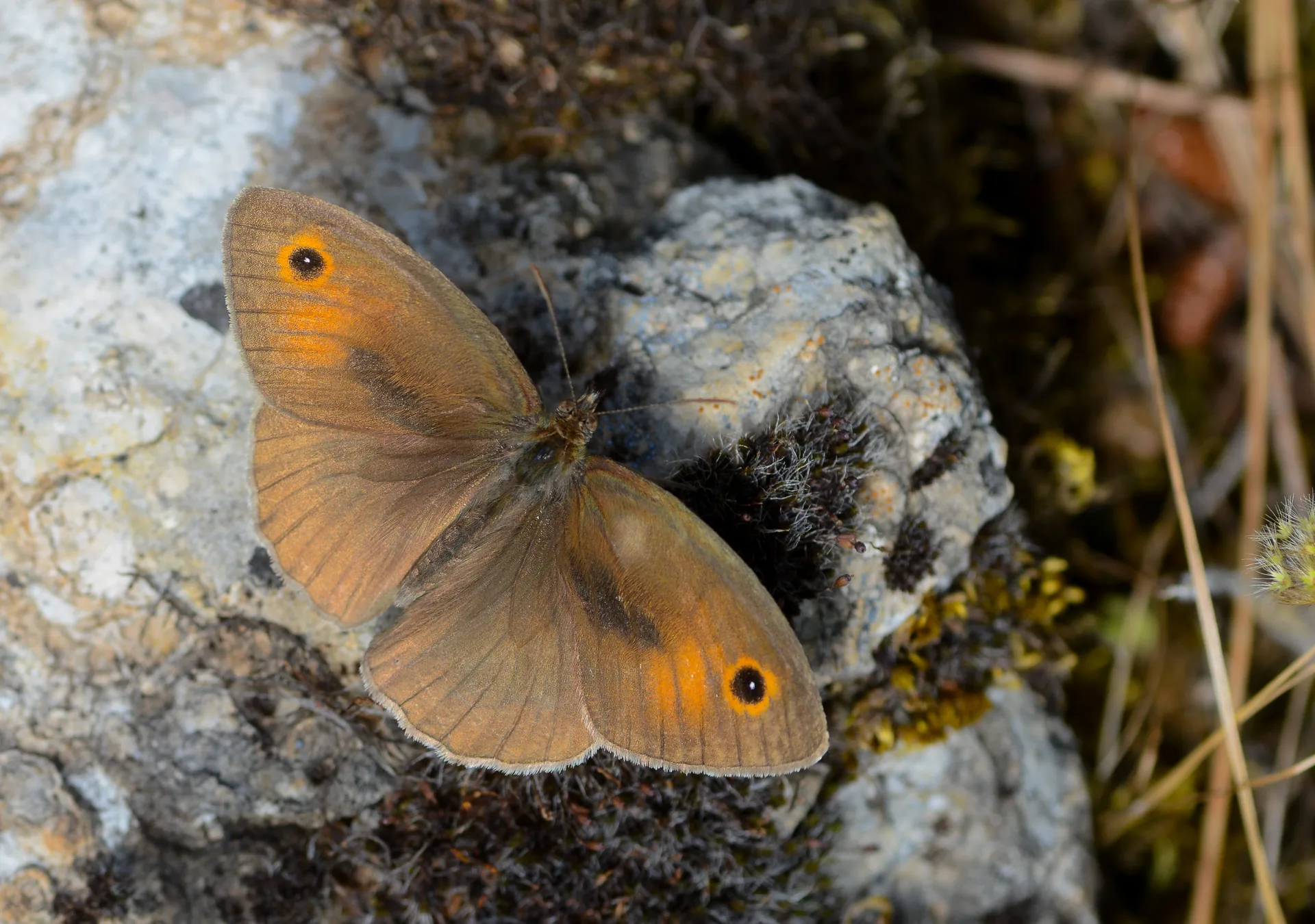 Maniola telmessia (DoÄŸu Ã‡ayÄ±resmeri) butterfly photo