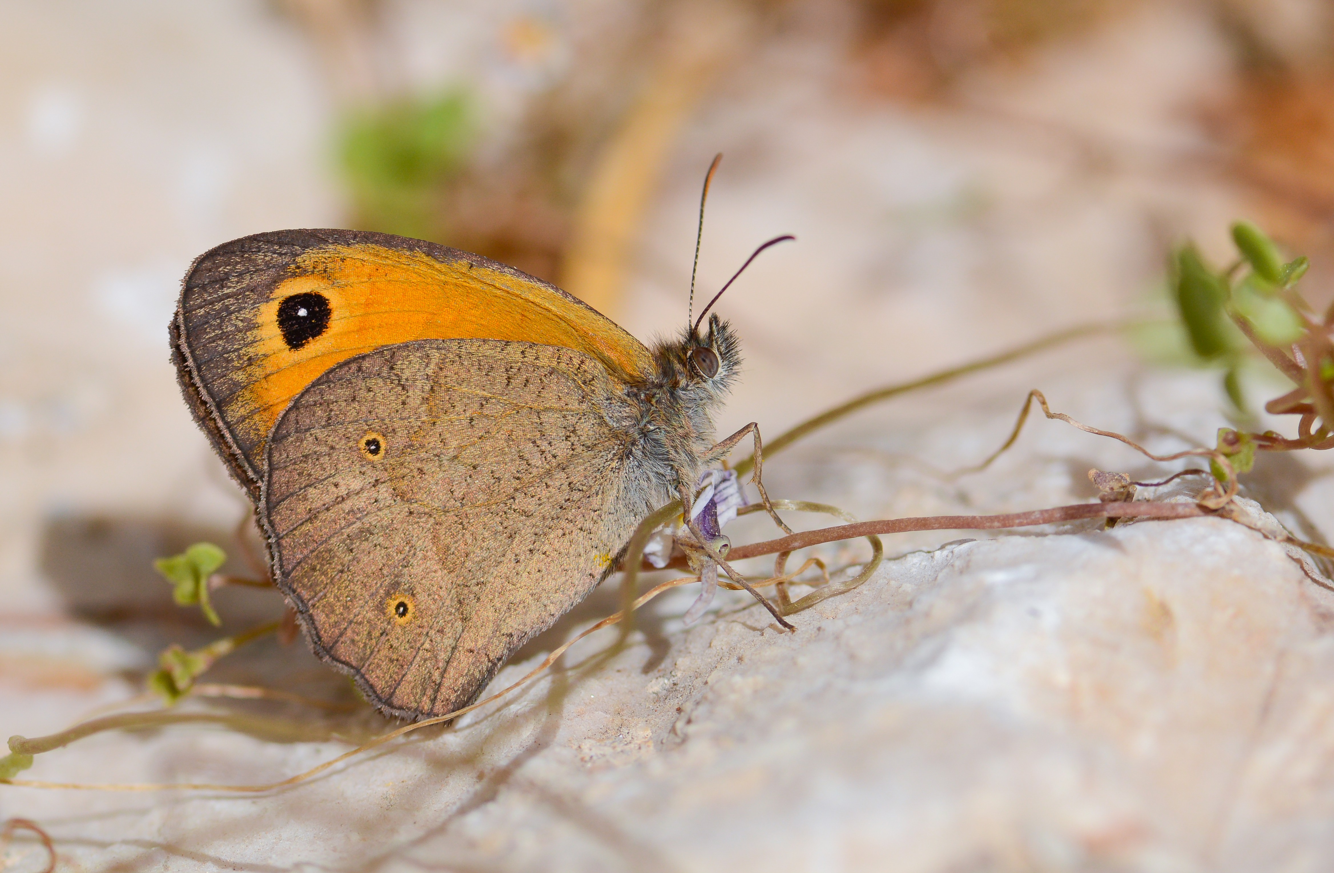 Maniola telmessia (Doğu Çayıresmeri) butterfly photo