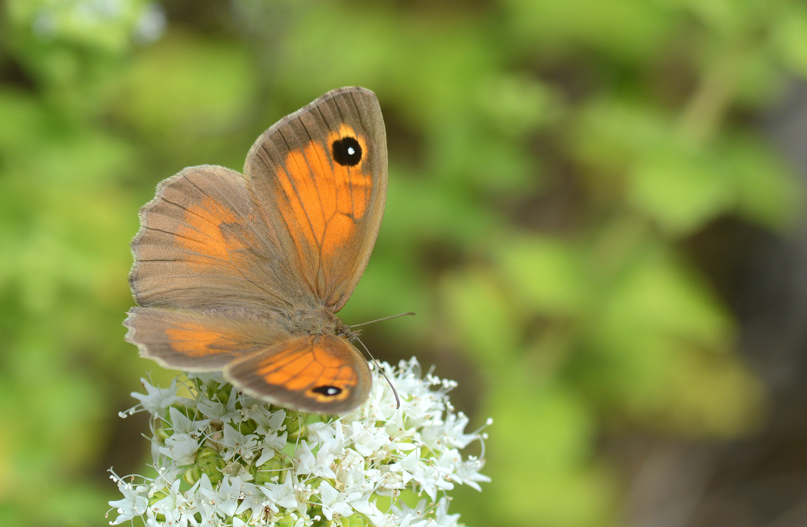 Maniola telmessia (Doğu Çayıresmeri) butterfly photo