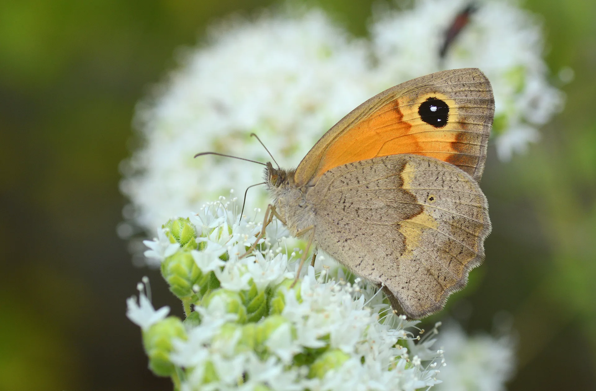 Maniola telmessia (DoÄŸu Ã‡ayÄ±resmeri) butterfly photo
