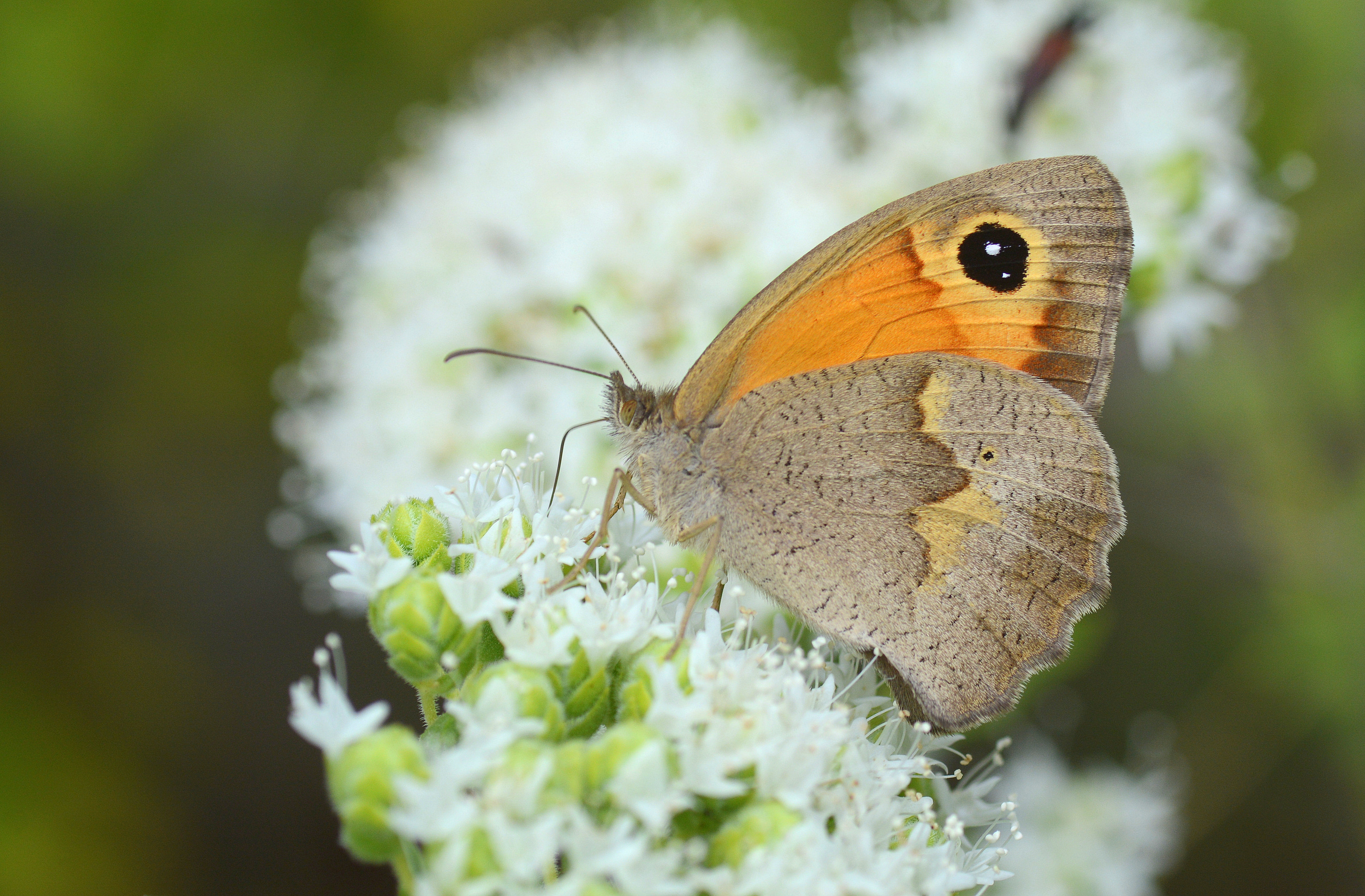 Maniola telmessia (Doğu Çayıresmeri) butterfly photo