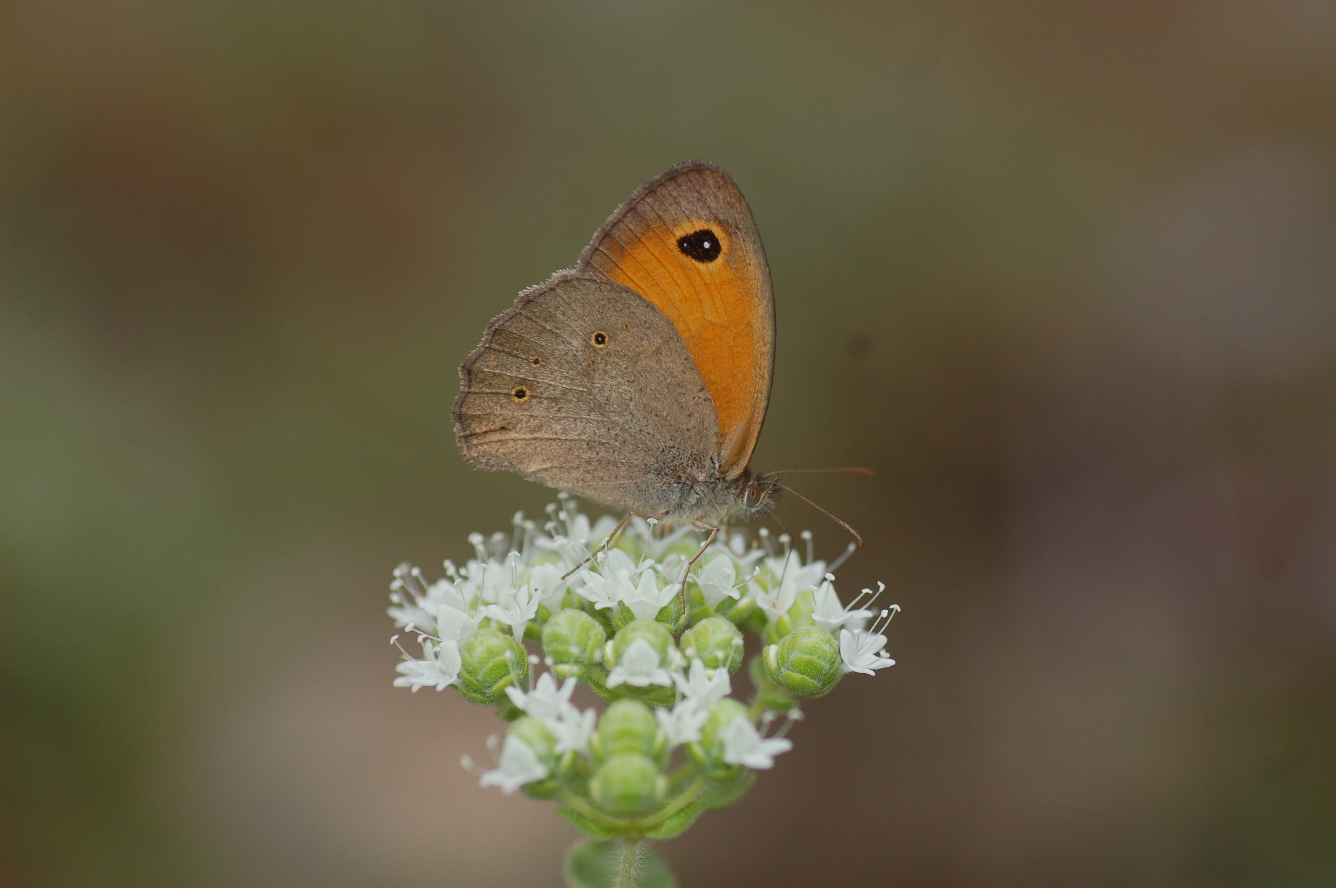 Maniola telmessia (Doğu Çayıresmeri) butterfly photo