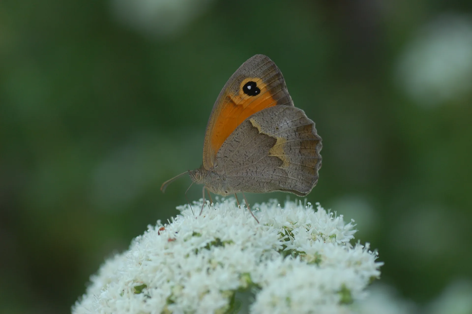 Maniola telmessia (DoÄŸu Ã‡ayÄ±resmeri) butterfly photo