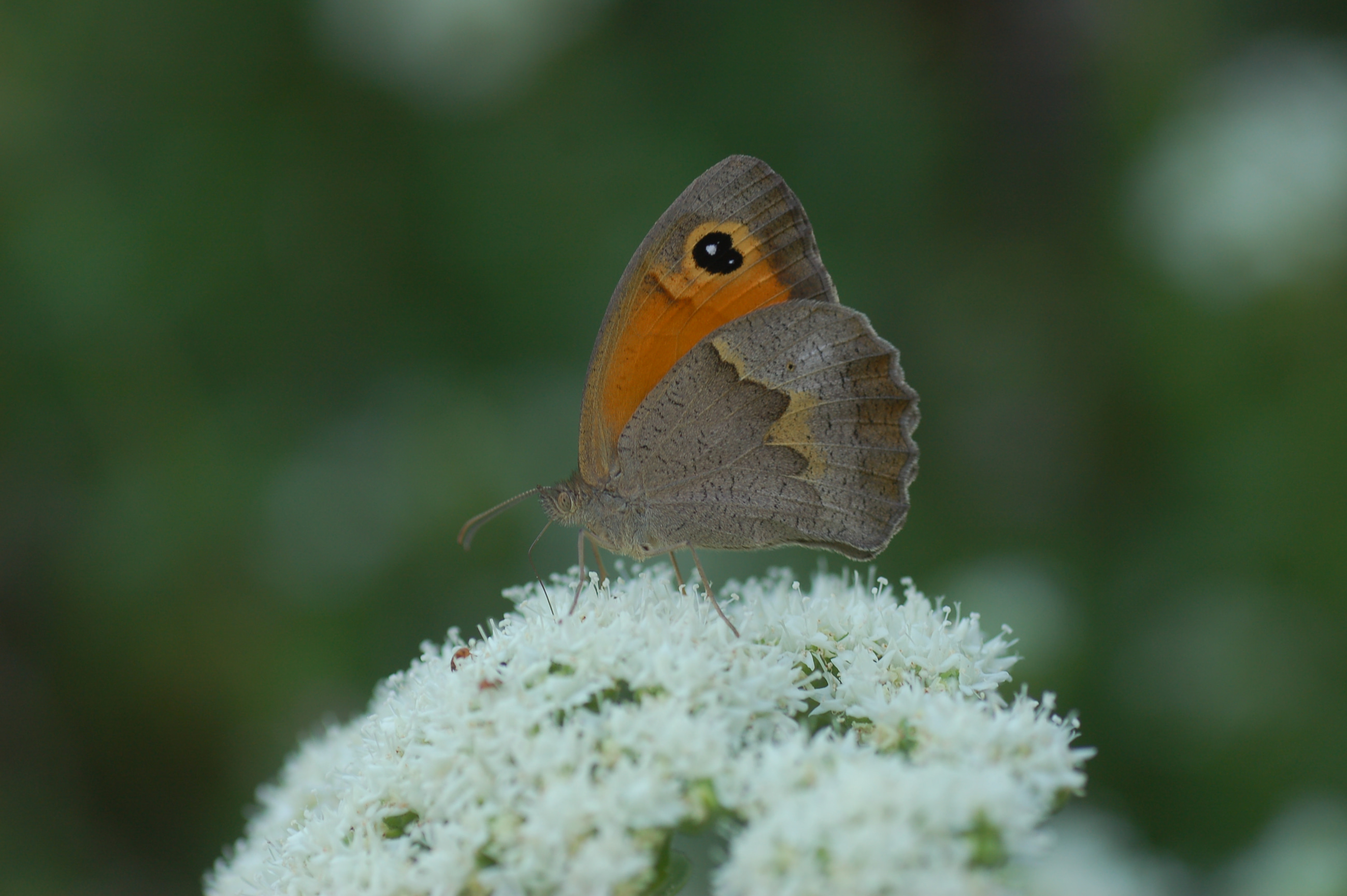 Maniola telmessia (Doğu Çayıresmeri) butterfly photo