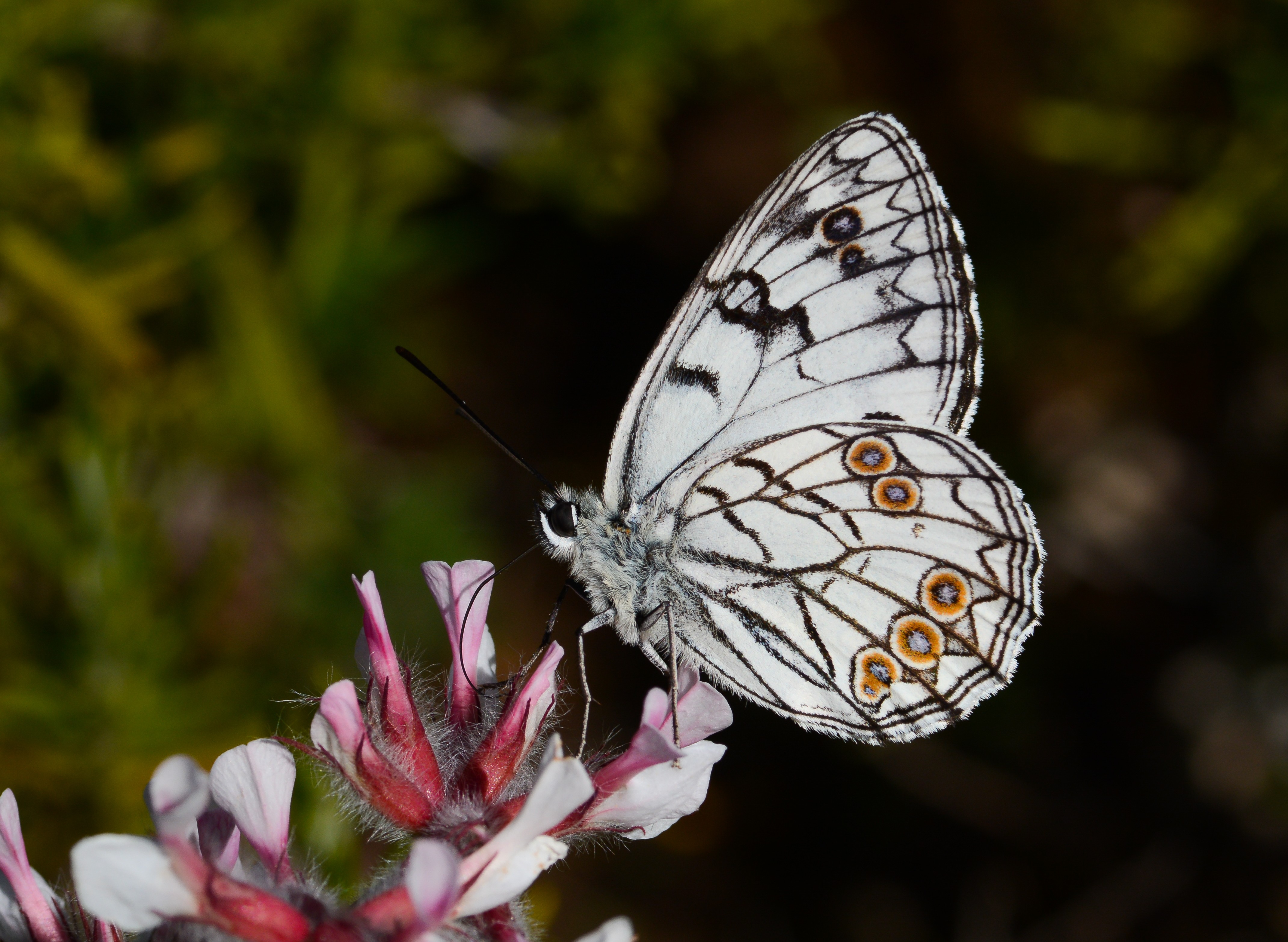 Melanargia arge butterfly photo
