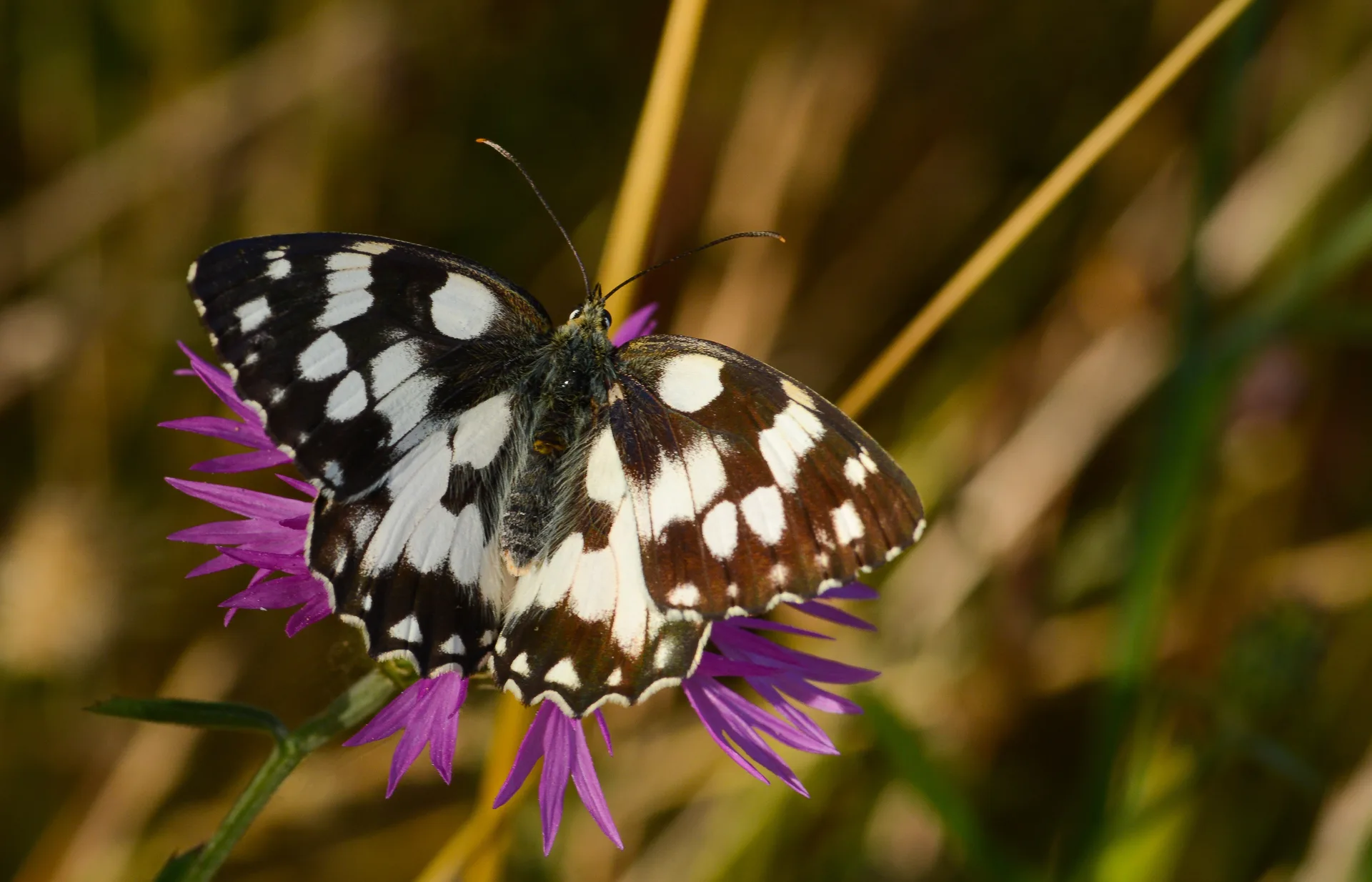 Melanargia galathea (Ormanmelikesi) butterfly photo