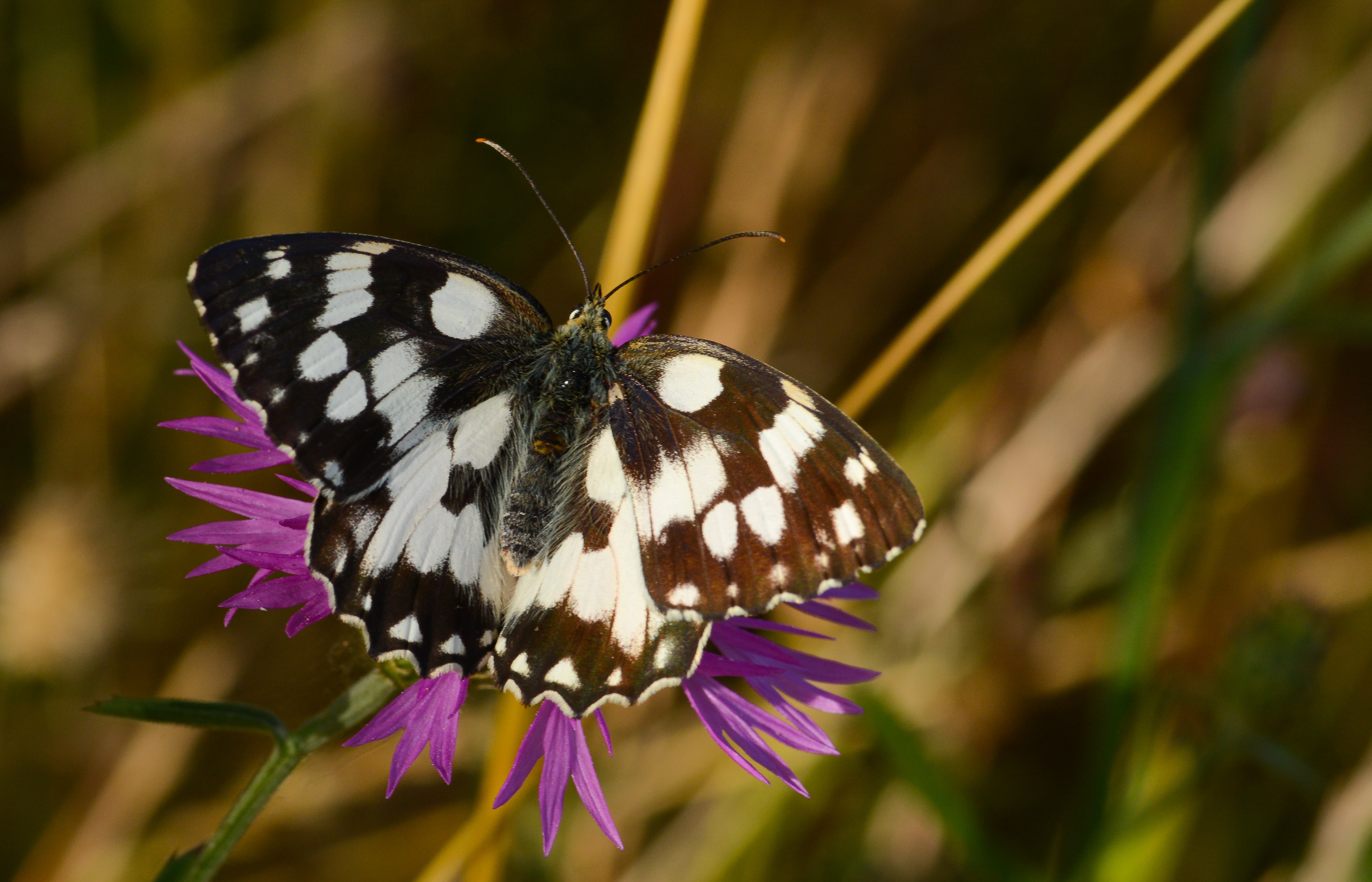 Melanargia galathea (Ormanmelikesi) butterfly photo