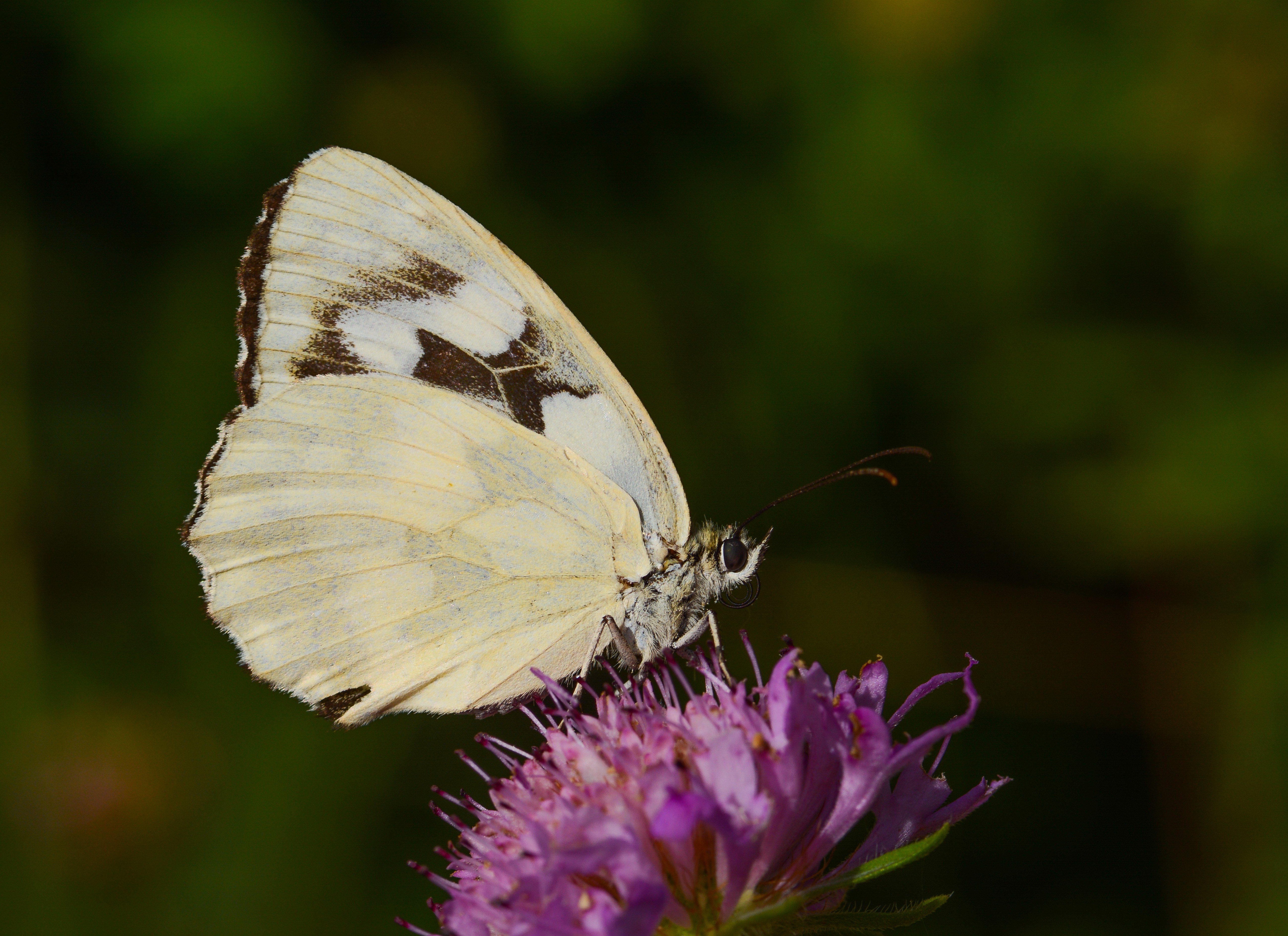 Melanargia galathea (Ormanmelikesi) butterfly photo