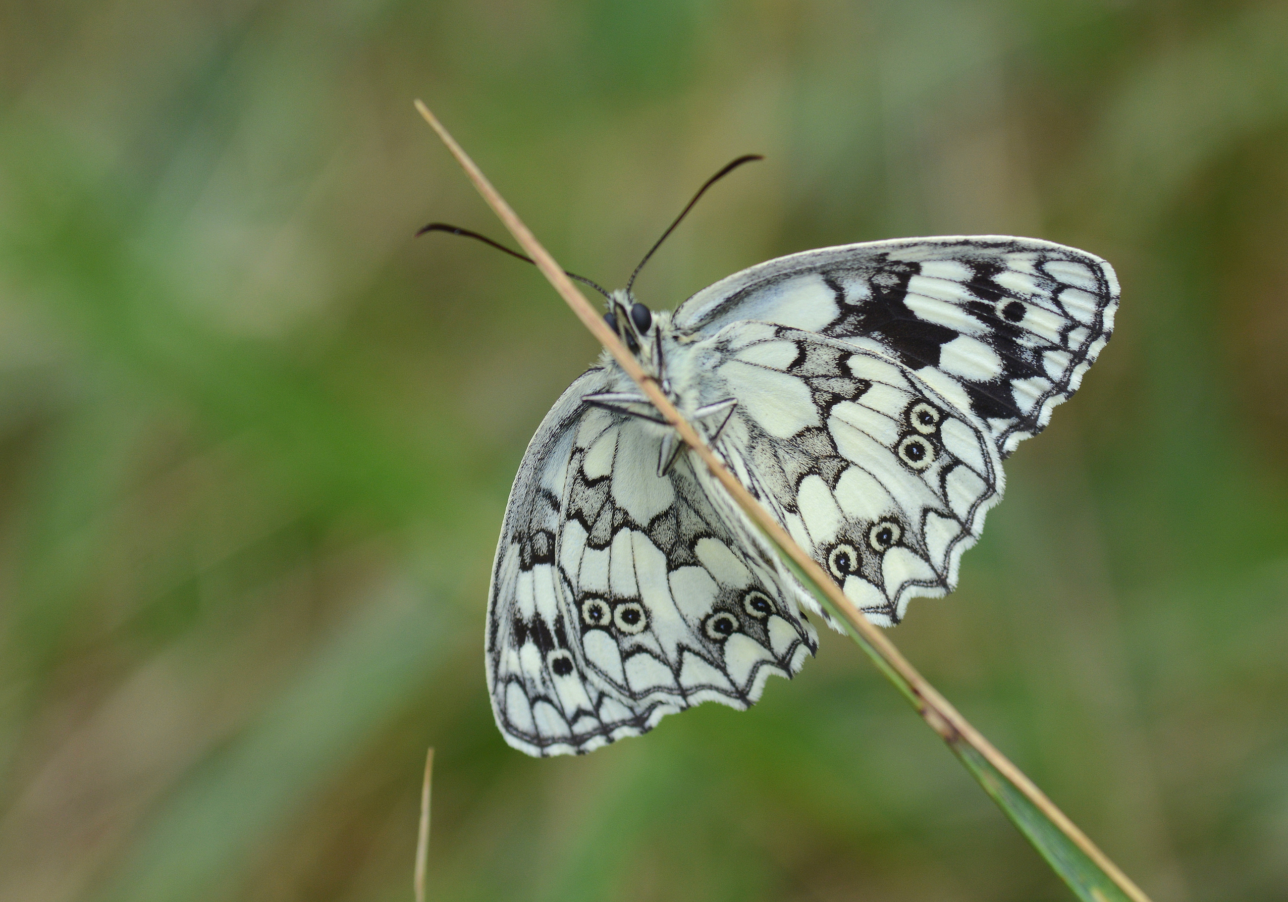 Melanargia galathea (Ormanmelikesi) butterfly photo