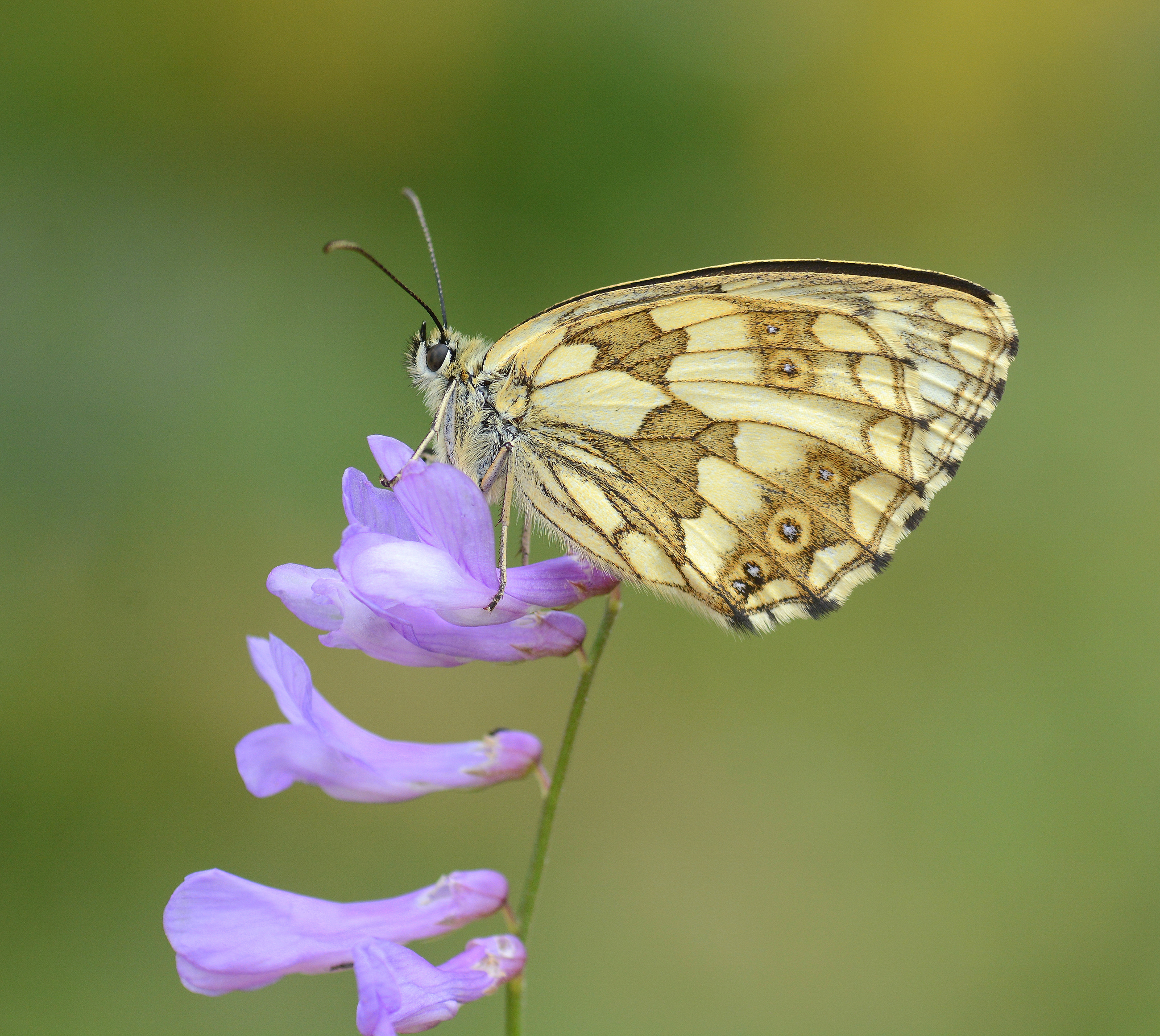 Melanargia galathea (Ormanmelikesi) butterfly photo