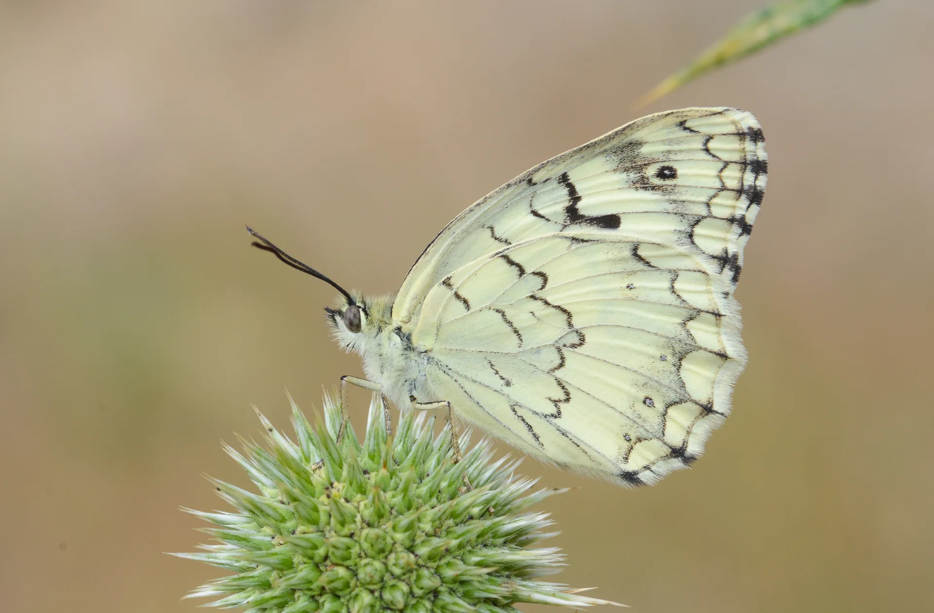 Melanargia grumi (Çölmelikesi) butterfly photo