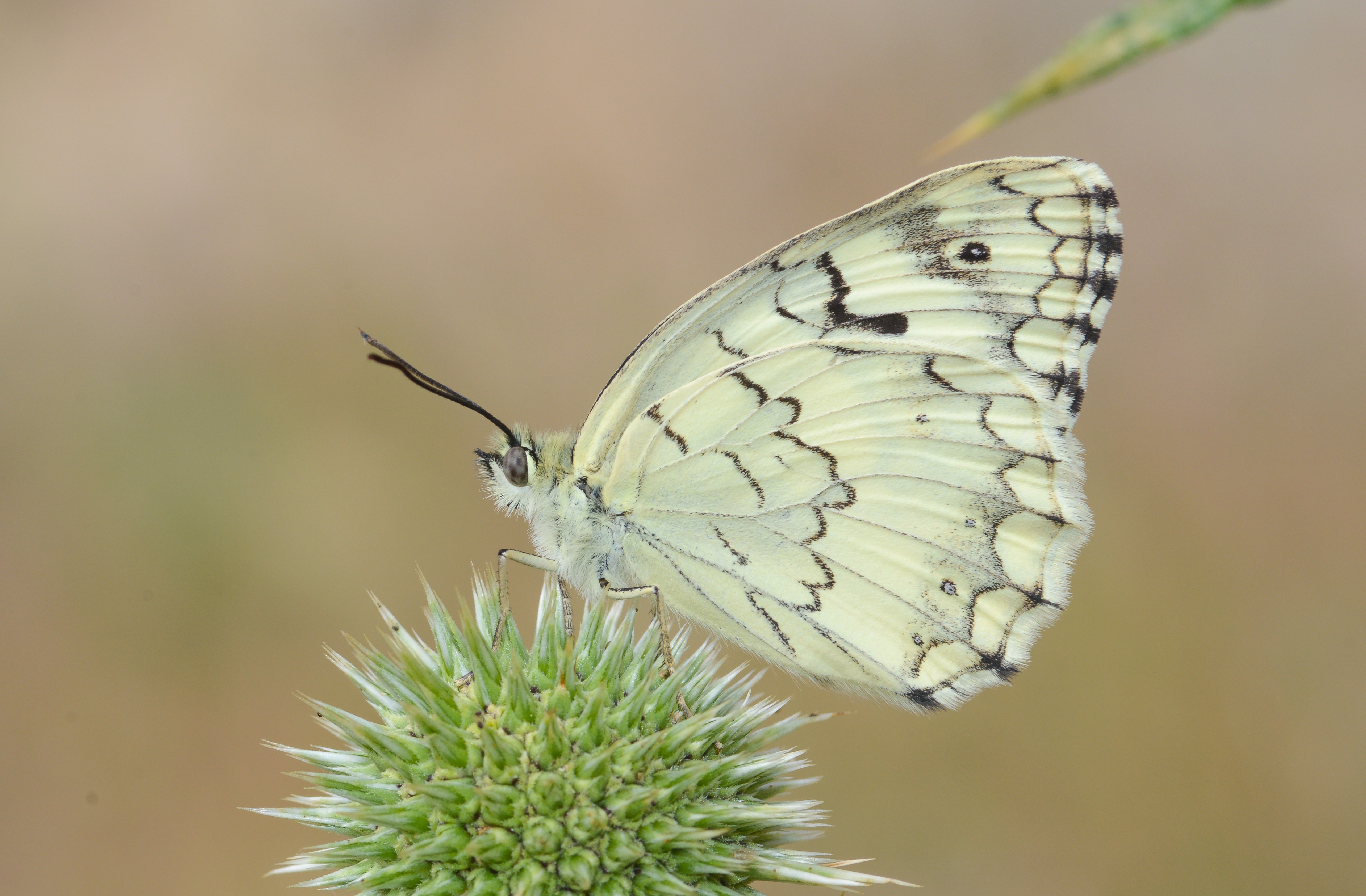 Melanargia grumi (Çölmelikesi) butterfly photo