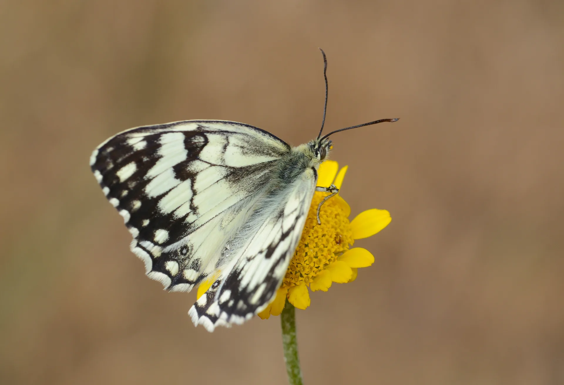 Melanargia grumi (Ã‡Ã¶lmelikesi) butterfly photo