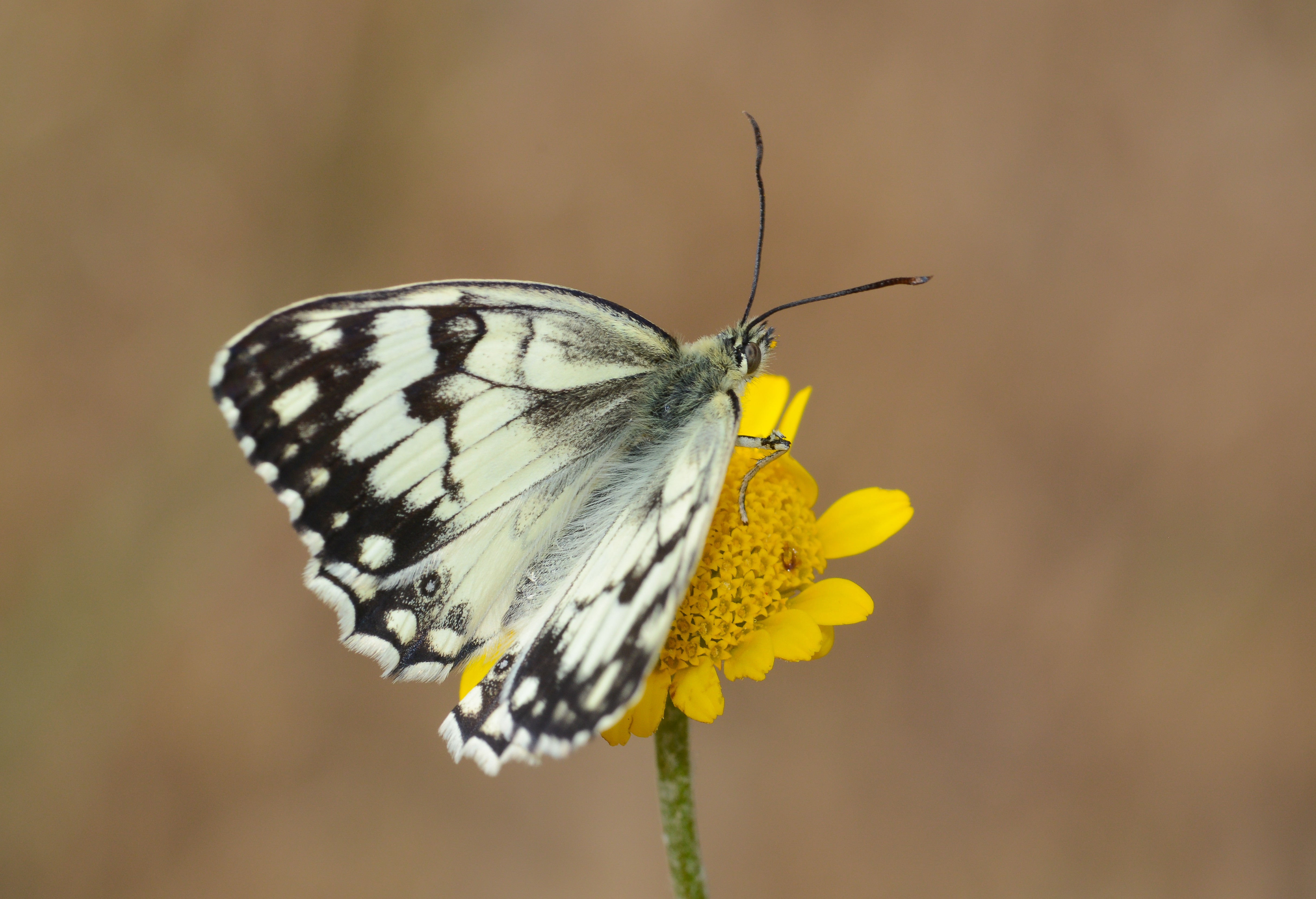 Melanargia grumi (Çölmelikesi) butterfly photo