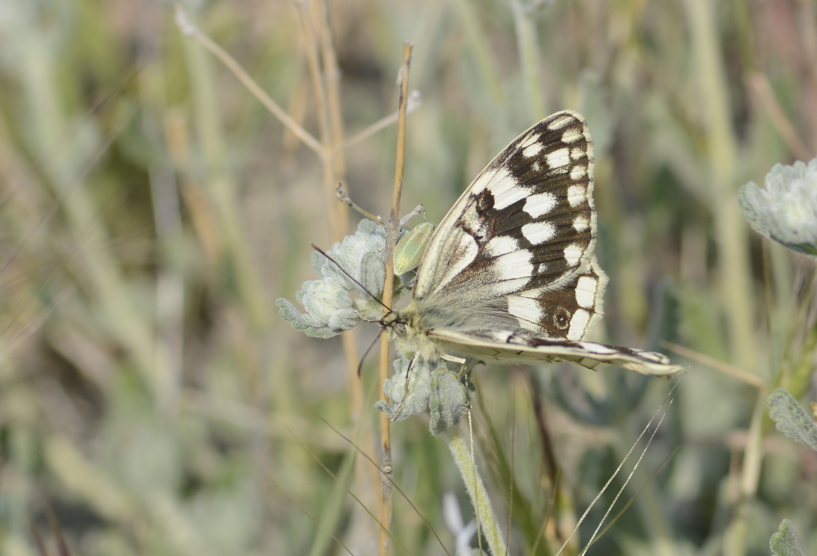 Melanargia hylata (Azerimelike) butterfly photo