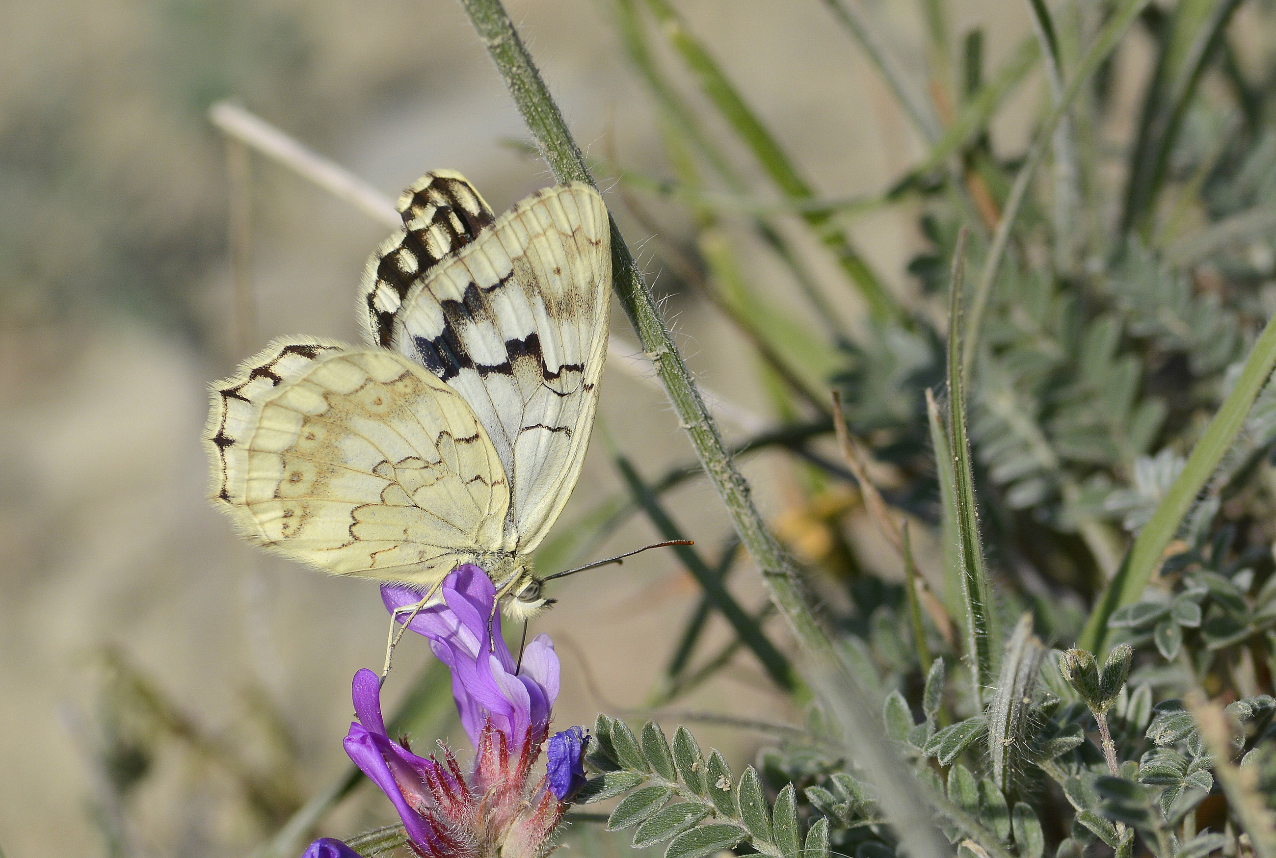 Melanargia hylata (Azerimelike) butterfly photo