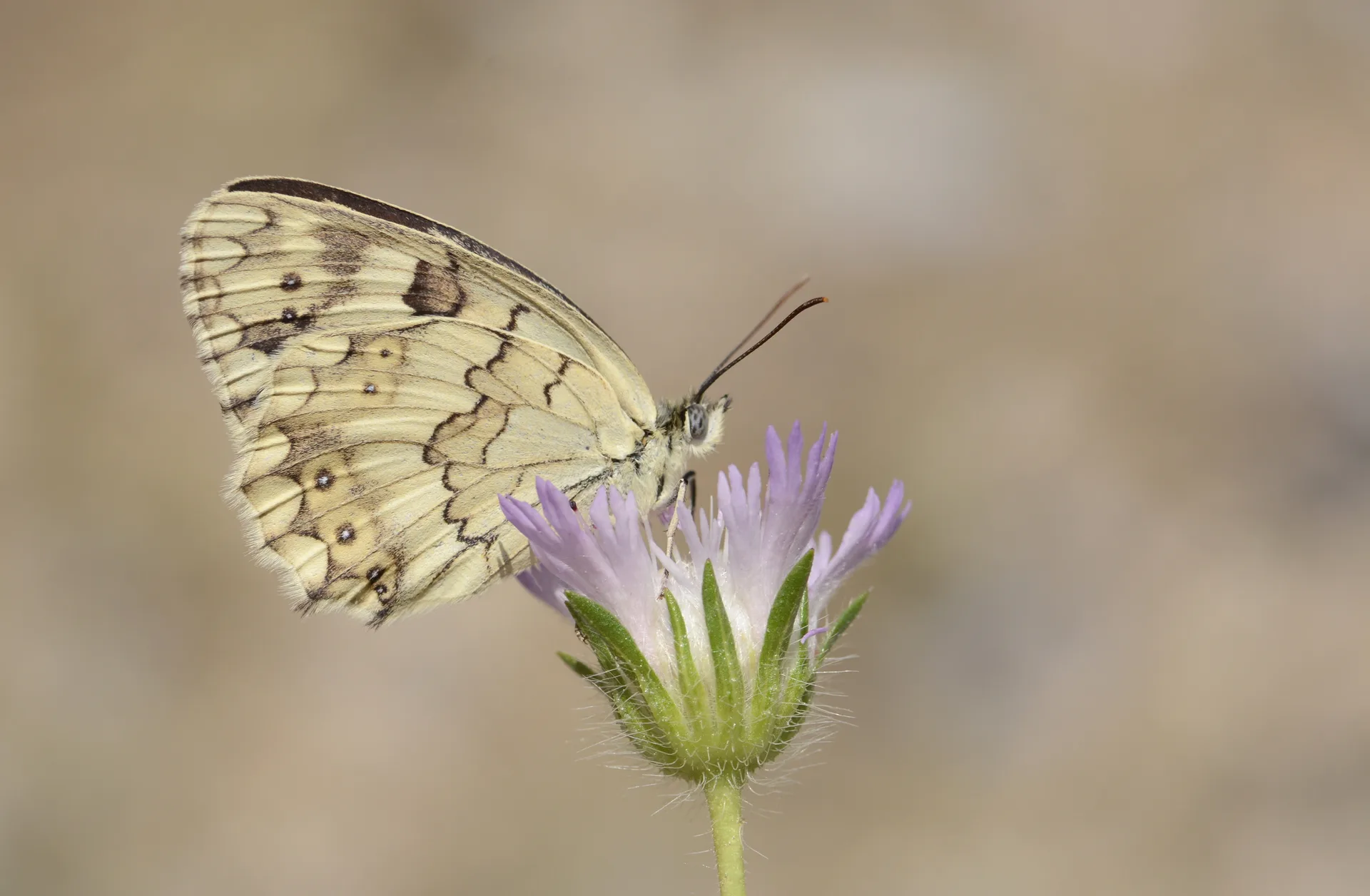 Melanargia hylata (Azerimelike) butterfly photo