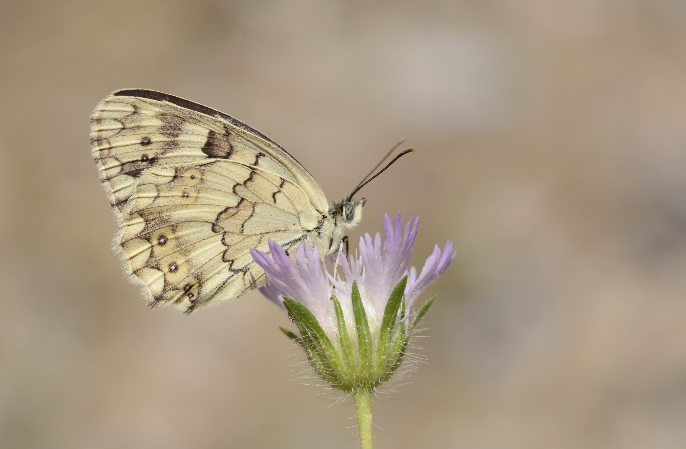 Melanargia hylata (Azerimelike) butterfly photo