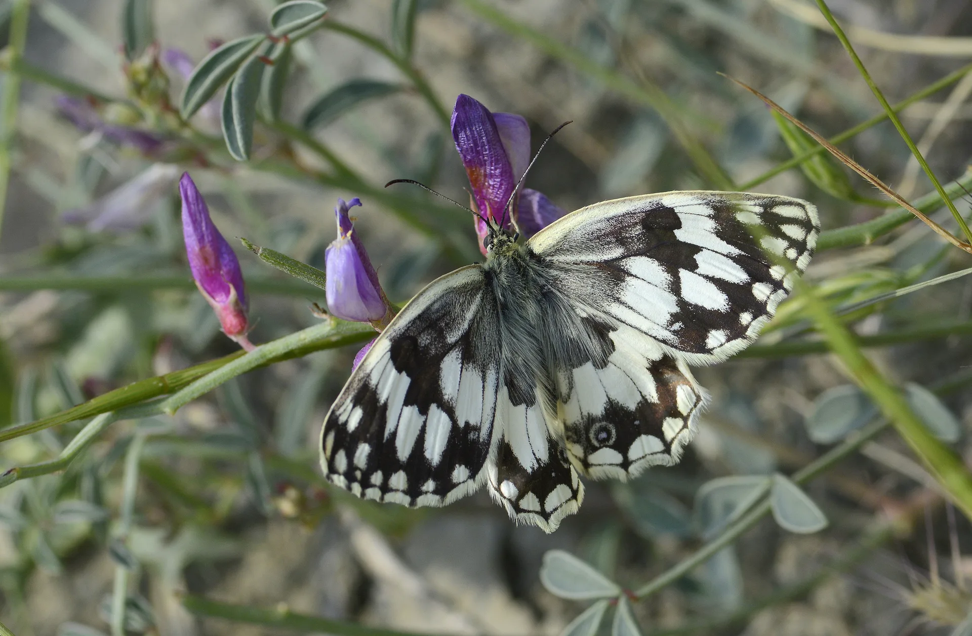 Melanargia hylata (Azerimelike) butterfly photo