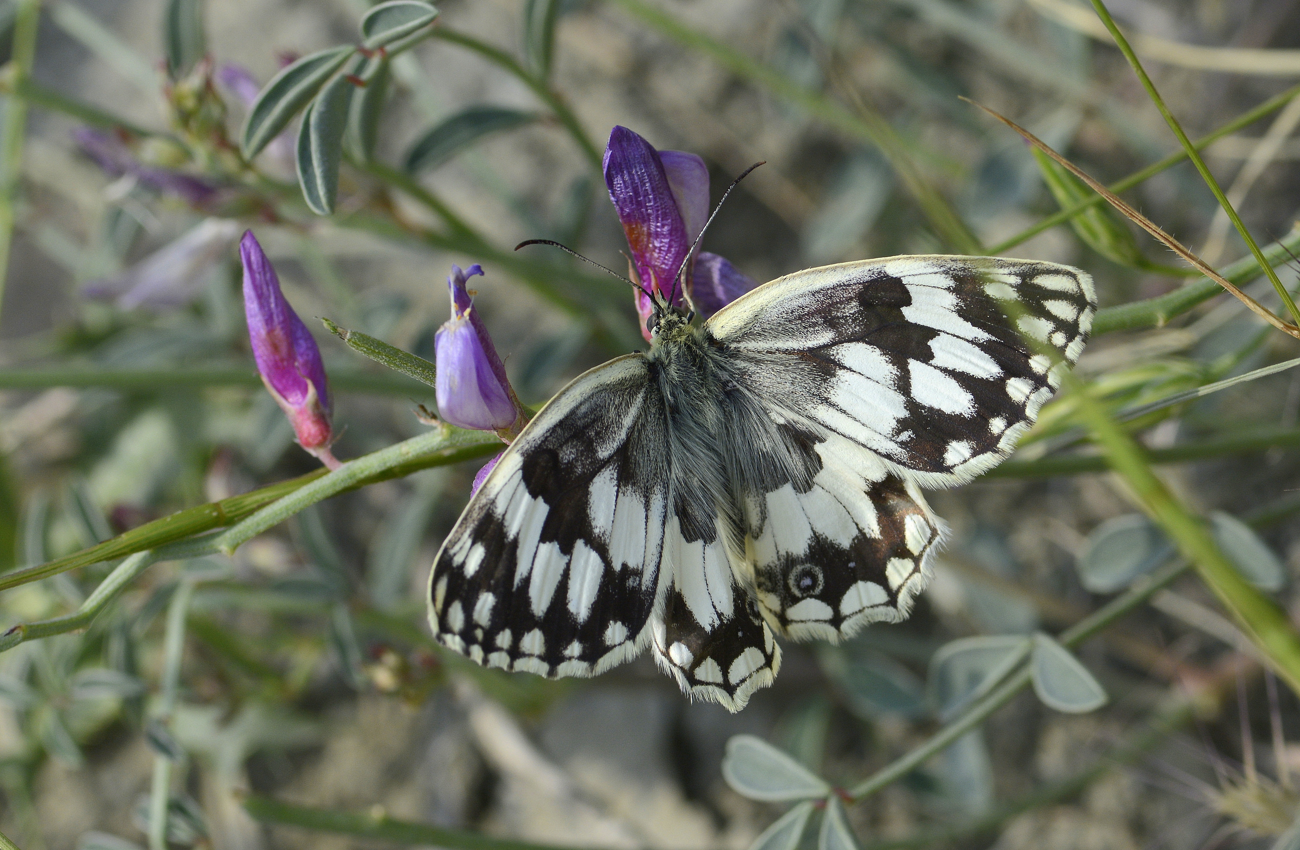 Melanargia hylata (Azerimelike) butterfly photo