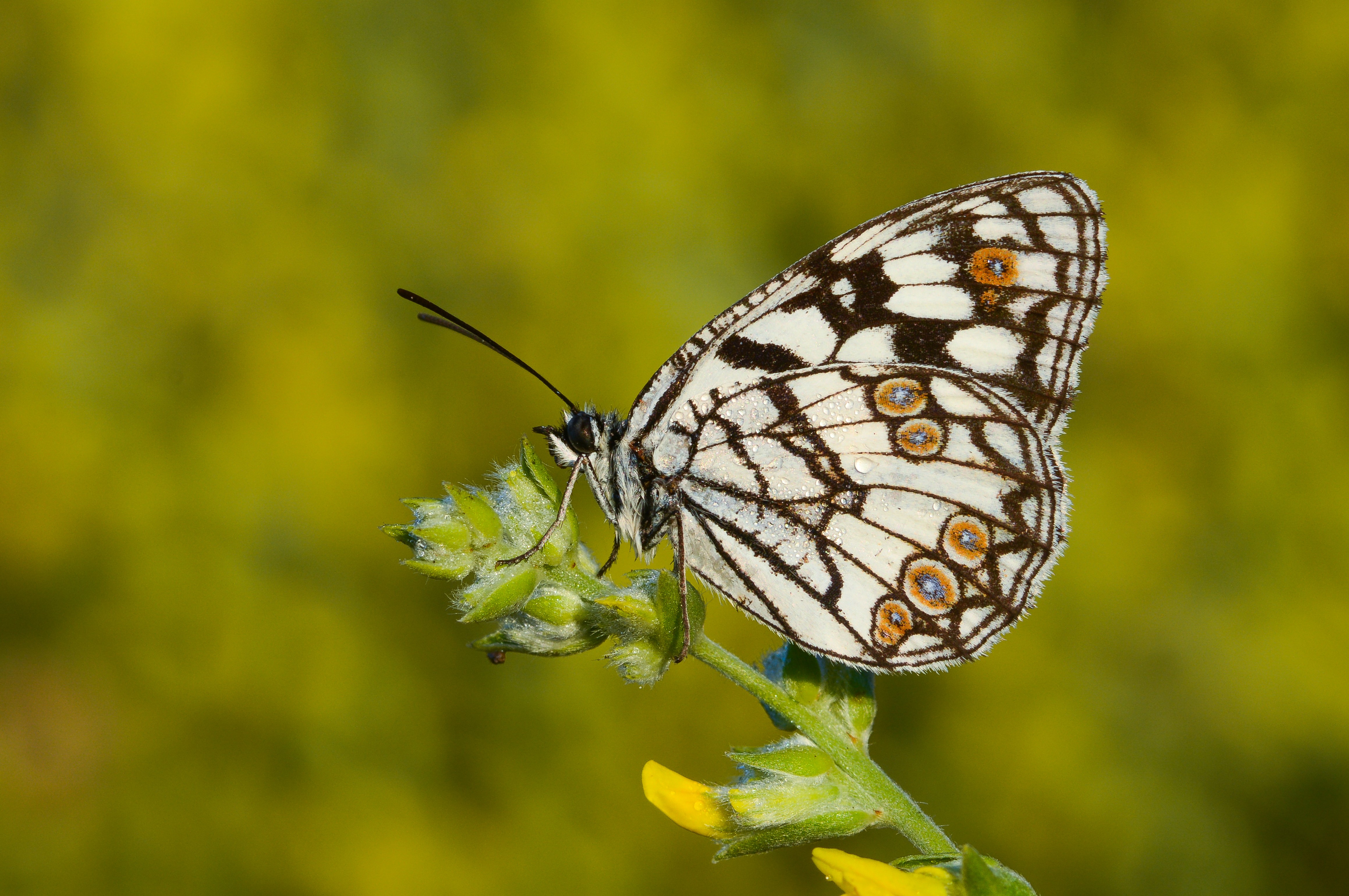 Melanargia ines butterfly photo