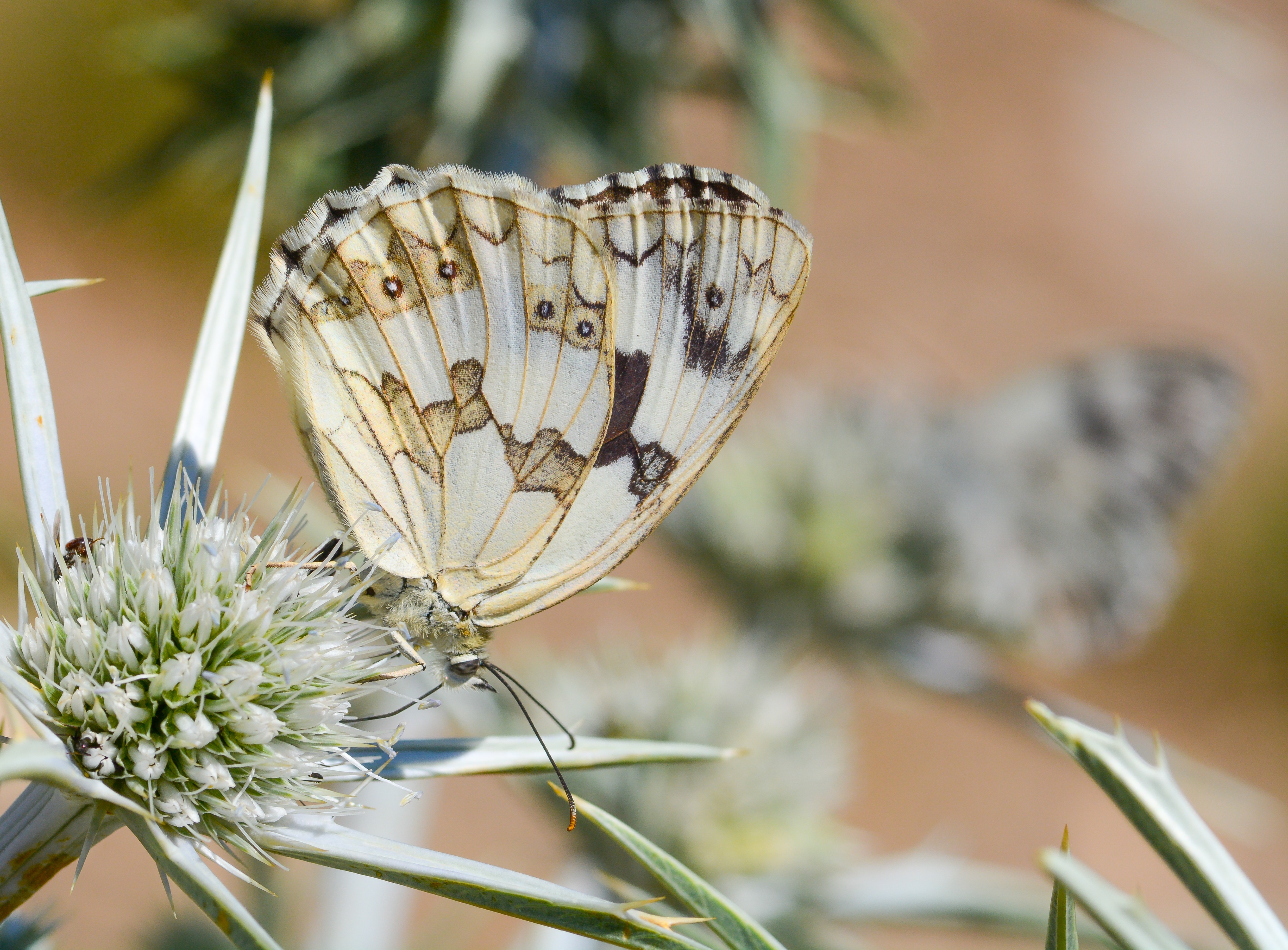 Melanargia lachesis butterfly photo