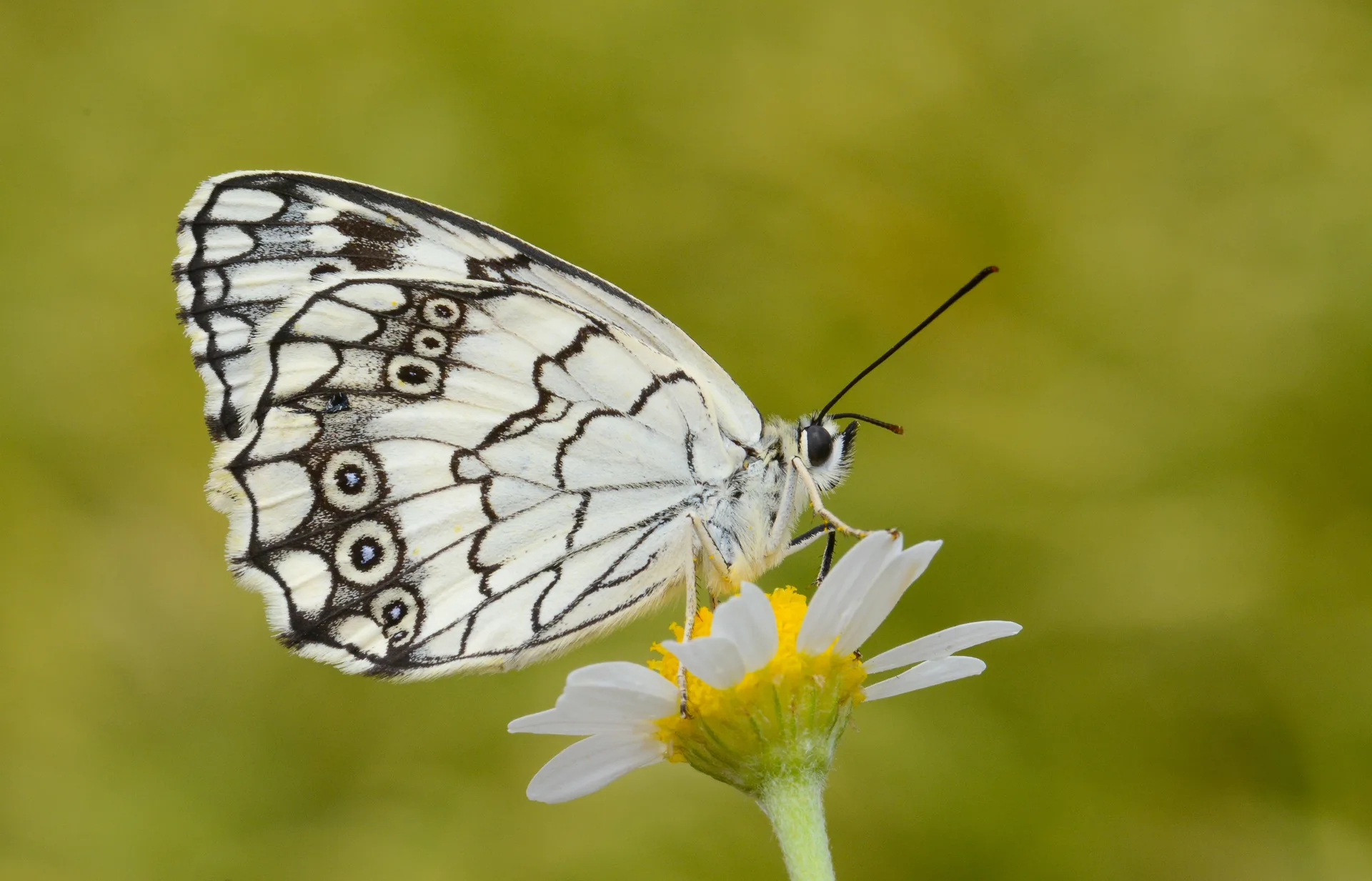 Melanargia larissa (Anadolumelikesi) butterfly photo