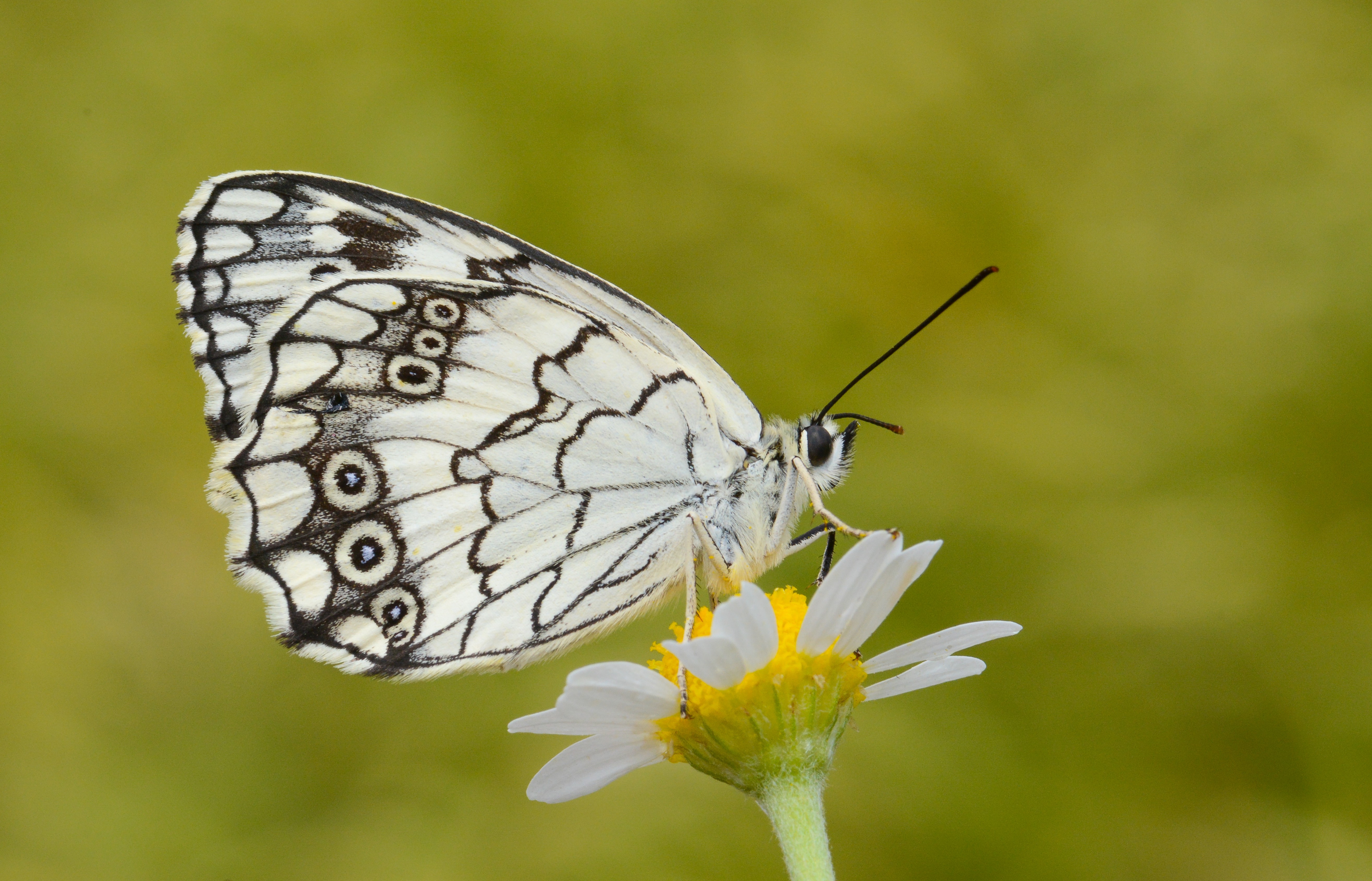 Melanargia larissa (Anadolumelikesi) butterfly photo
