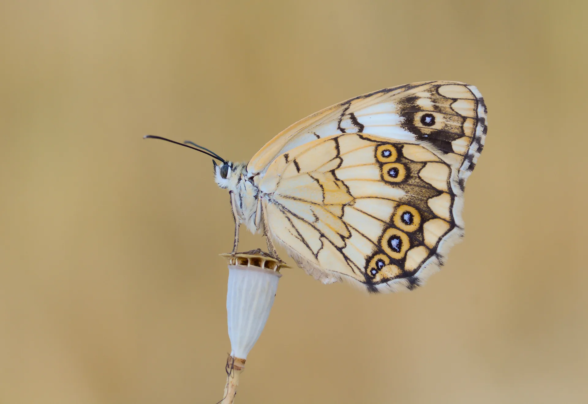Melanargia larissa (Anadolumelikesi) butterfly photo