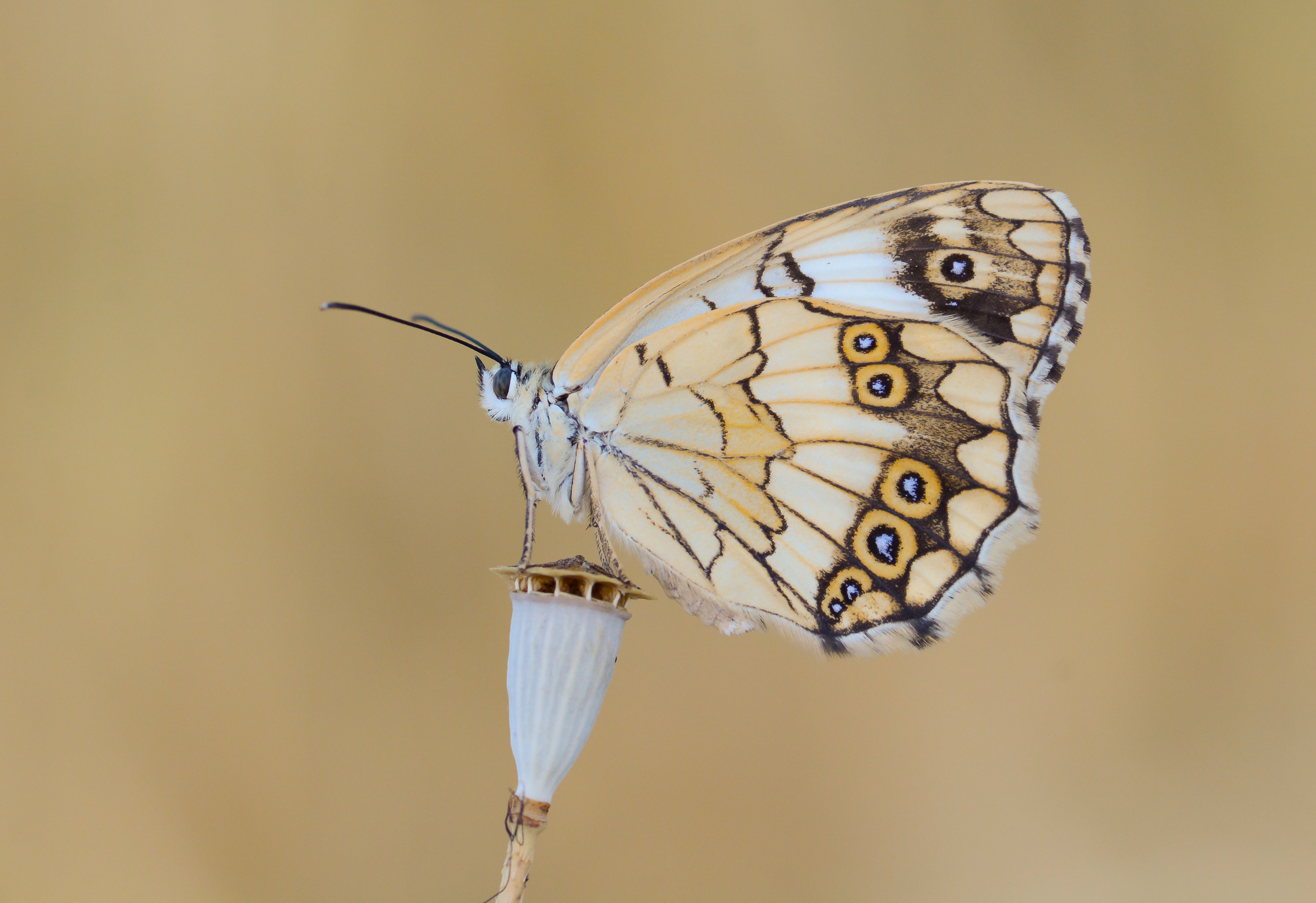 Melanargia larissa (Anadolumelikesi) butterfly photo