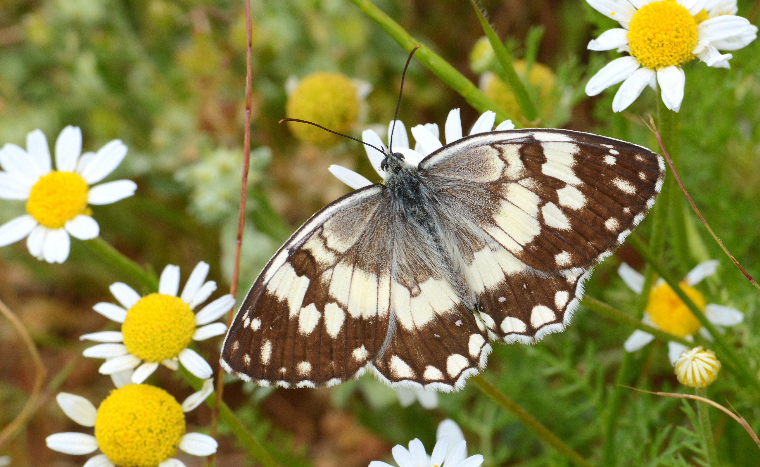 Melanargia larissa (Anadolumelikesi) butterfly photo