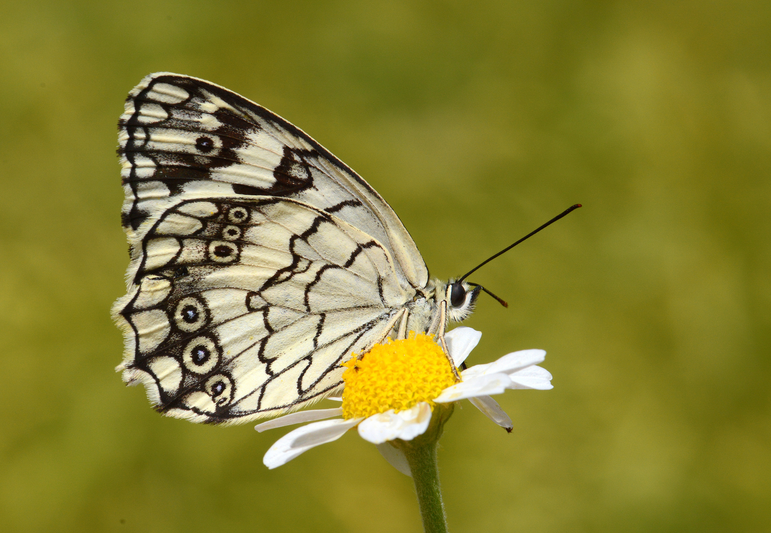 Melanargia larissa (Anadolumelikesi) butterfly photo