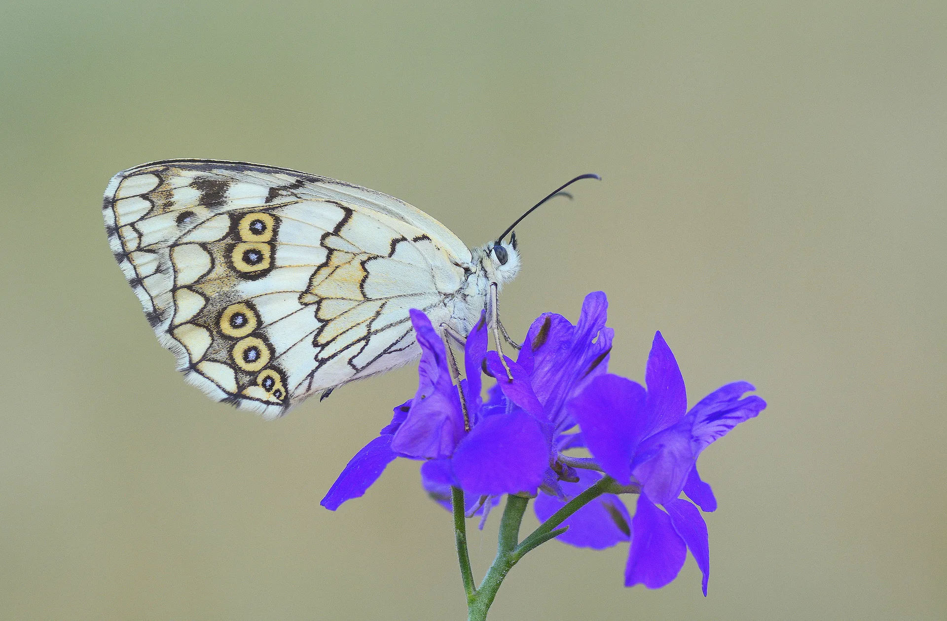 Melanargia larissa (Anadolumelikesi) butterfly photo