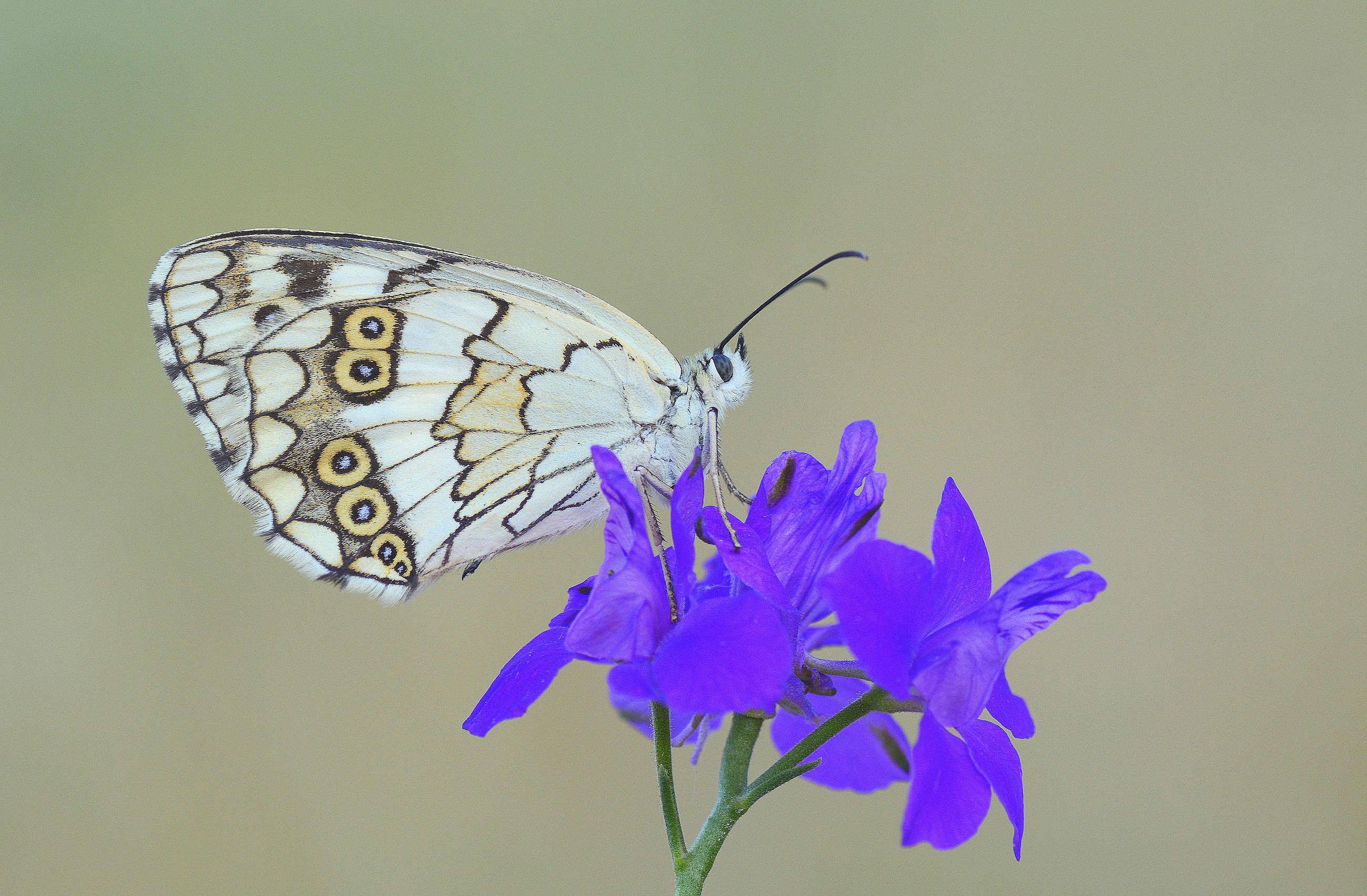 Melanargia larissa (Anadolumelikesi) butterfly photo