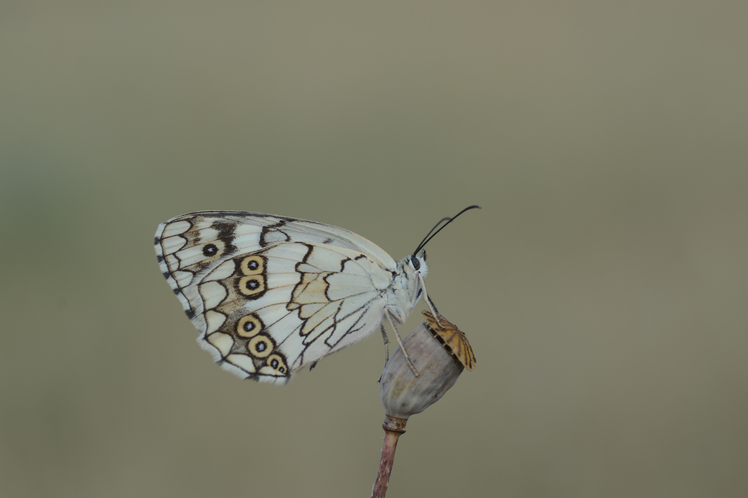 Melanargia larissa (Anadolumelikesi) butterfly photo