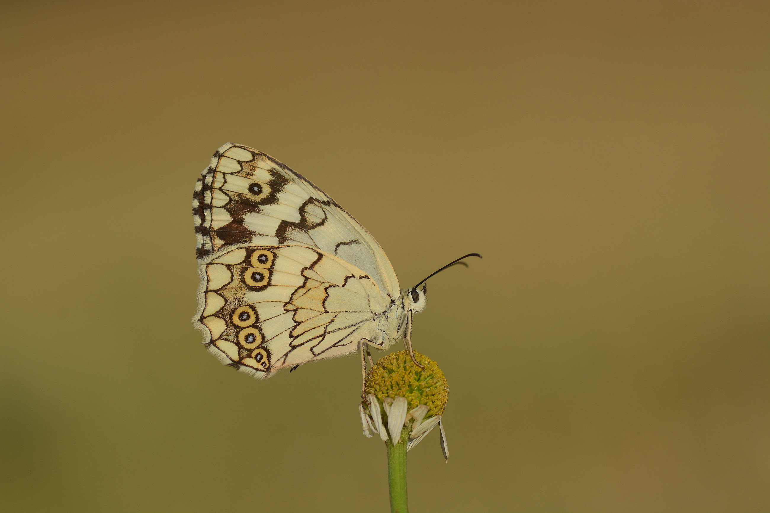 Melanargia larissa (Anadolumelikesi) butterfly photo