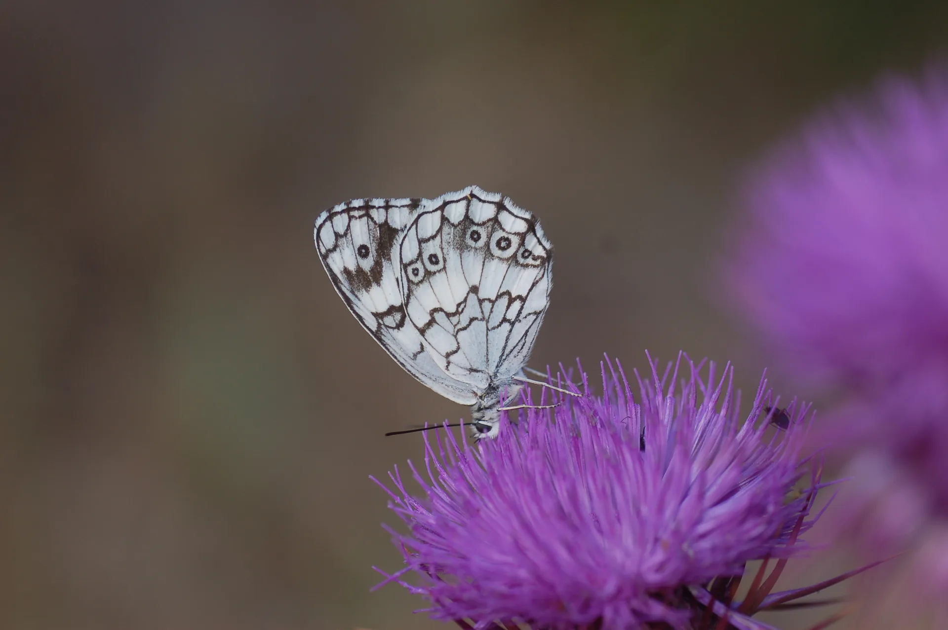 Melanargia larissa (Anadolumelikesi) butterfly photo
