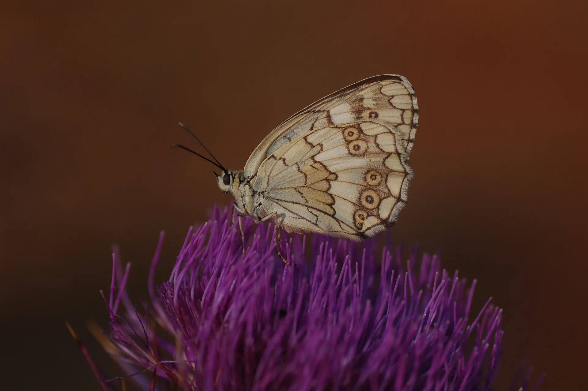 Melanargia larissa (Anadolumelikesi) butterfly photo
