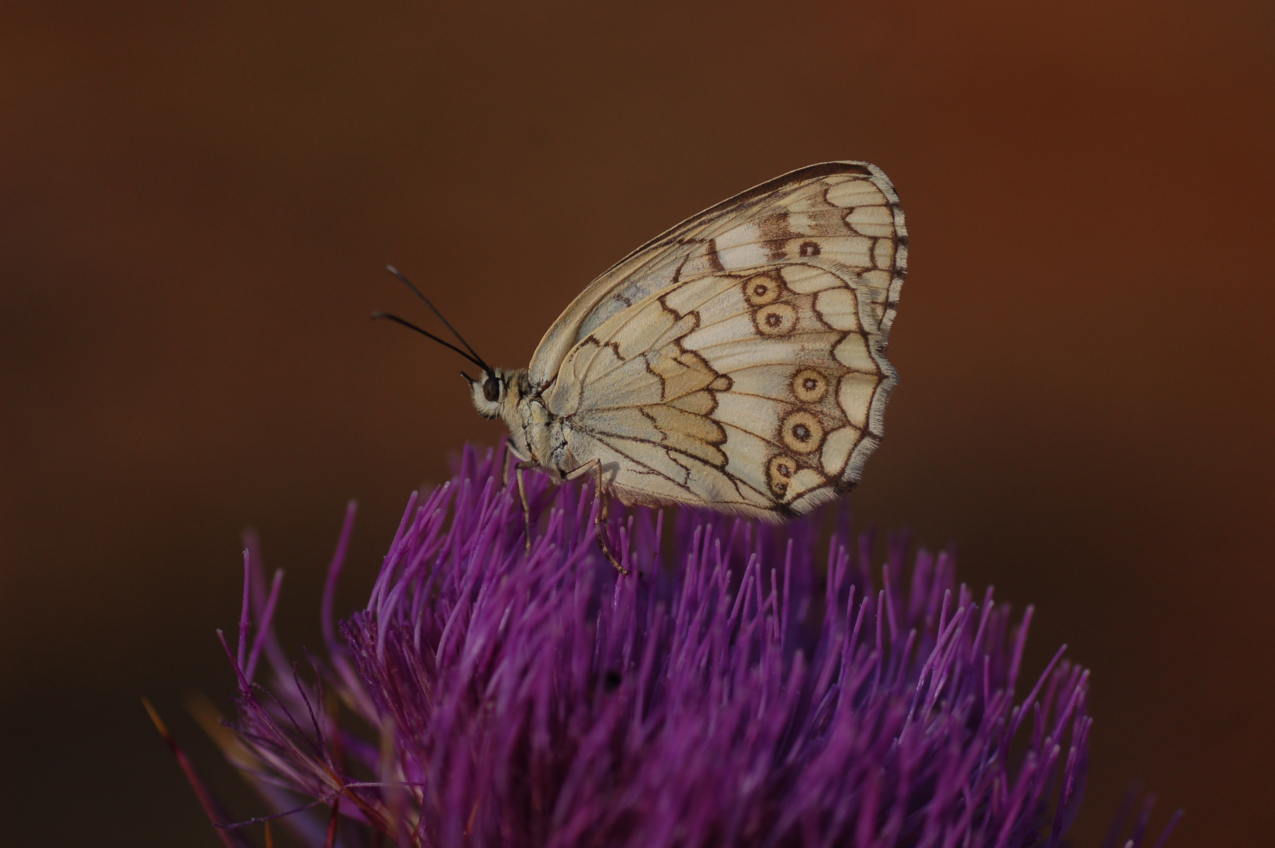 Melanargia larissa (Anadolumelikesi) butterfly photo